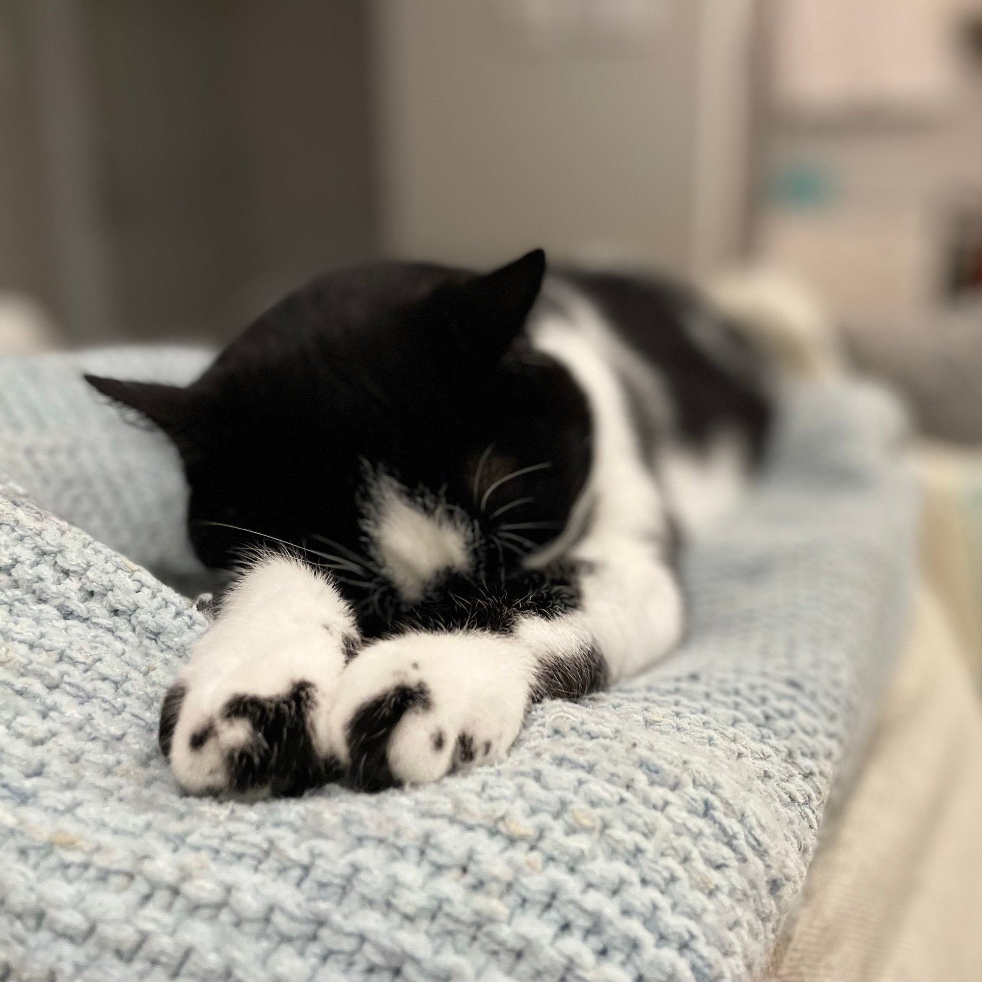 Tuxedo cat napping on a blue blanket on the back of a sand coloured couch. 