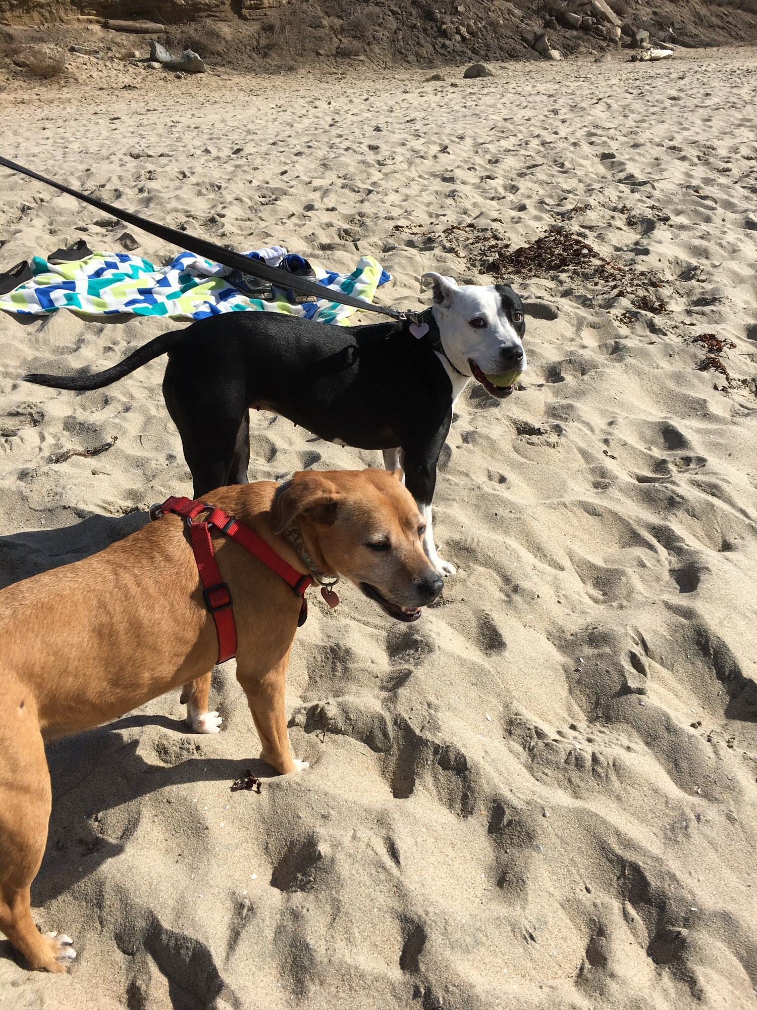 Lola and Willow at the beach.