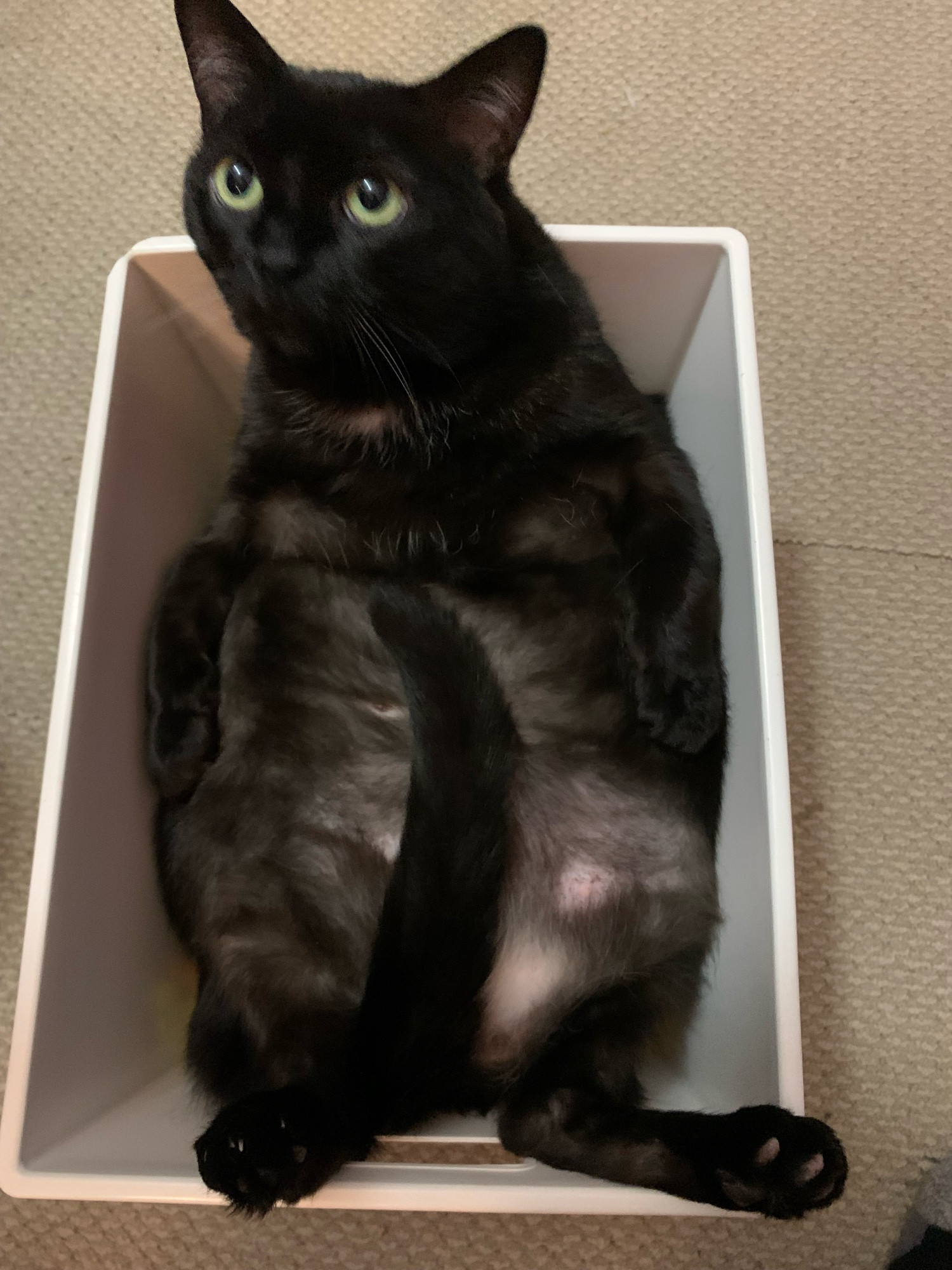 Black cat stuck in box on its back, tail tucked between legs