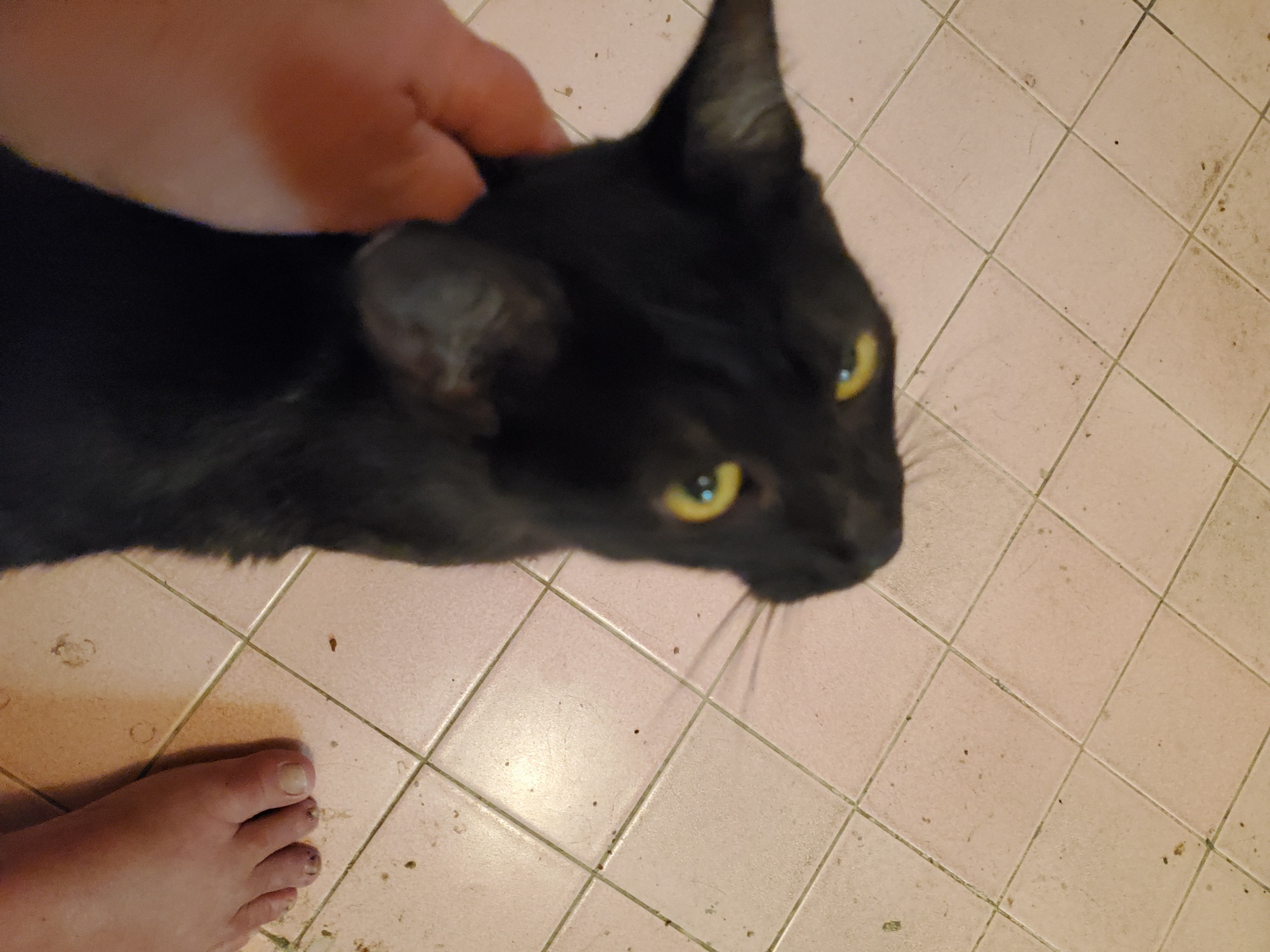 Black cat with yellow eyes being petted 