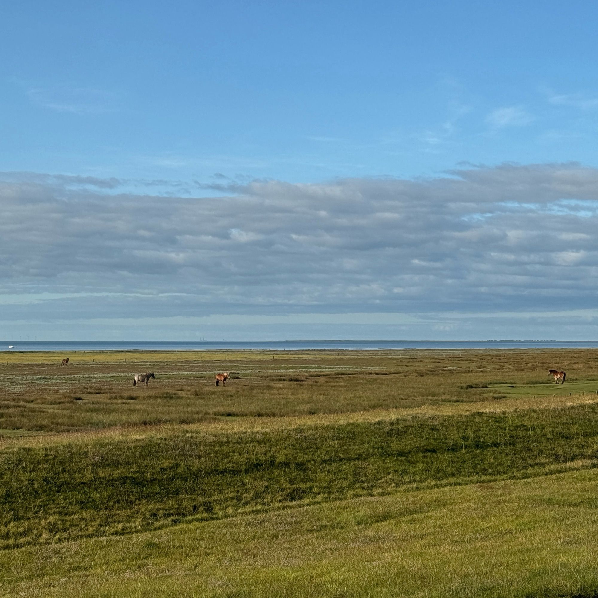 Deich, Wiesen, Pferde und dahinter die Nordsee