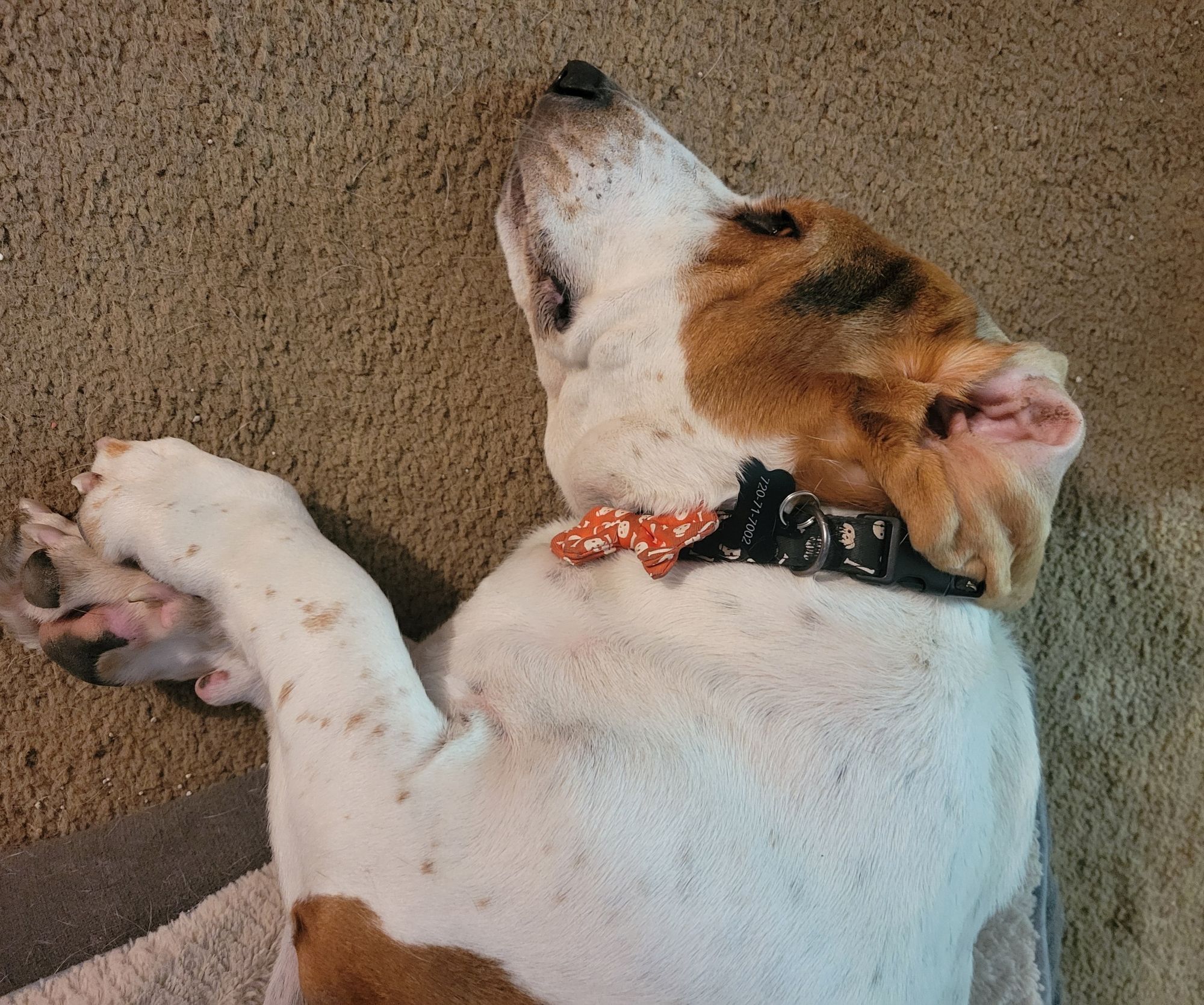 Mostly white, with brown flicks of fur, basset hound lying on her side, with her t-rex arm like legs crossed, as she lies on her side, her brown floppy ear flung back, revealing a satin pink interior and her black skull & crossbone collar with a pumpkin orange bow tie.