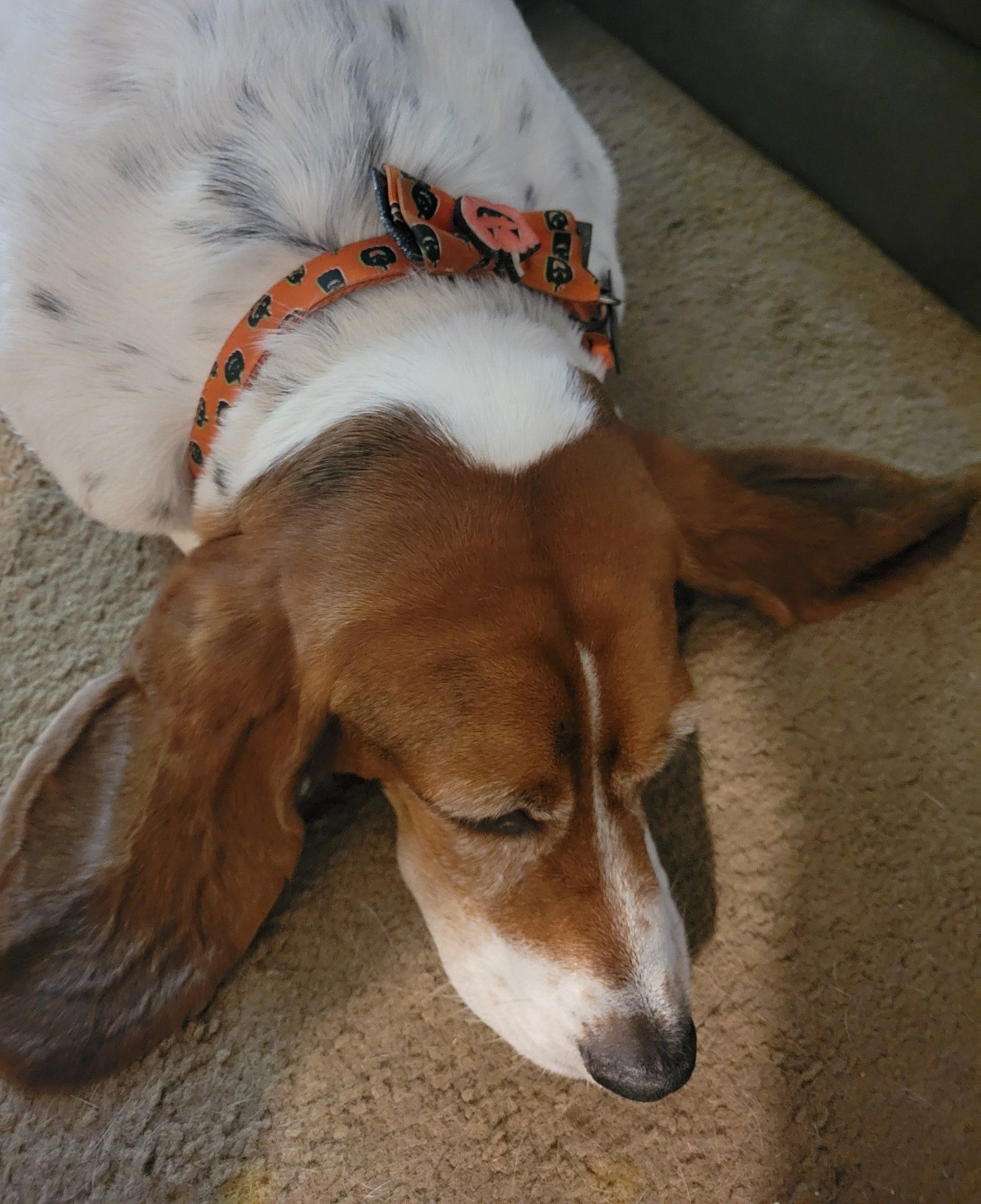 Basset hound, laying down, her brown floppy ears spread like wings to show off her pumpkin orange collar, with a pumpkin bow tie. Her droopy eyes closed in slowly graying brown face and her nose pointed down.