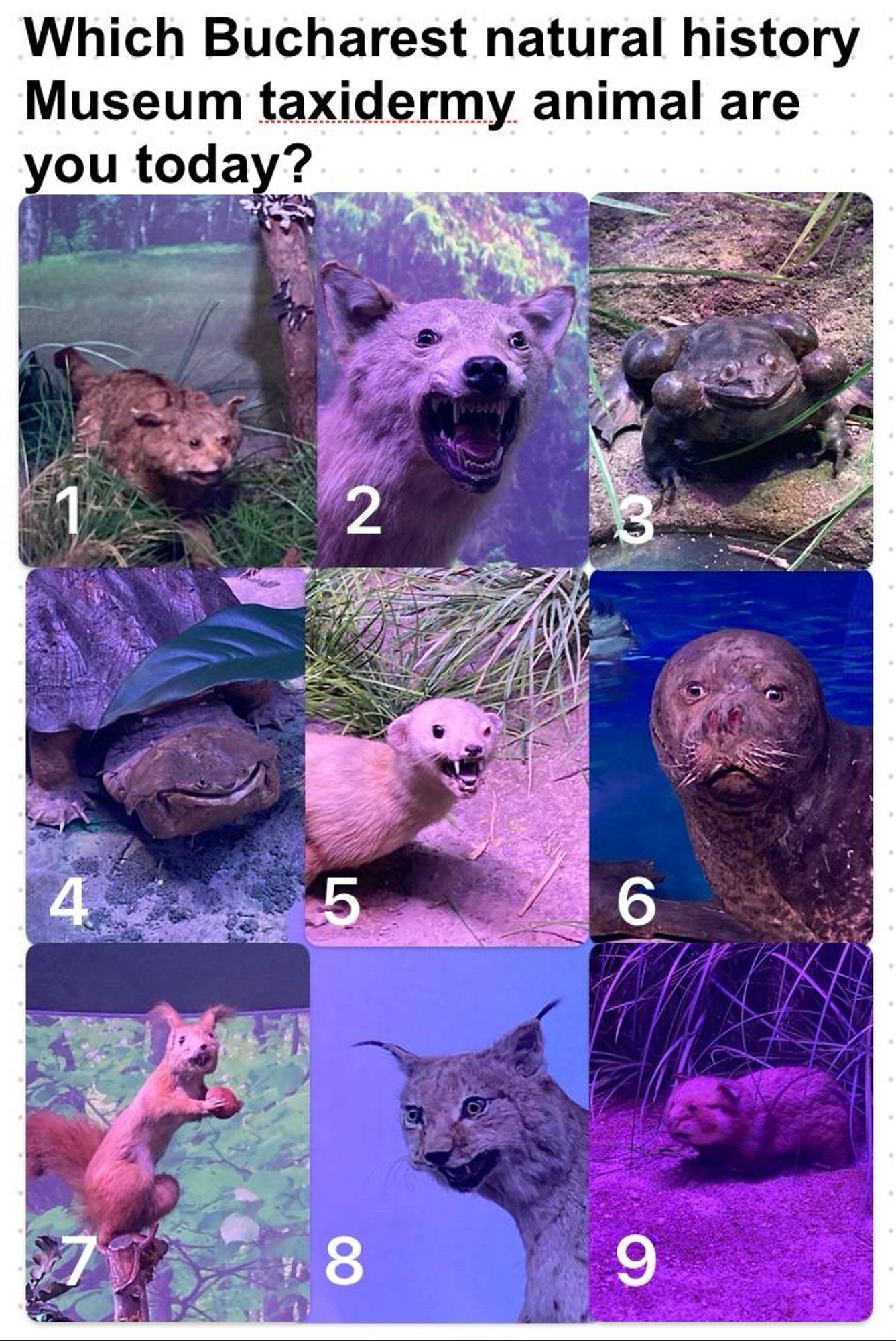 Oberer Text: Which Bucharest natural history
Museum taxidermy animal are you today?

Darunter sind 9 Panels mit 9 Verschiedenen ausgestopften Tieren, alle sehen ziemlich lustig aus.
1 Wildkatze, 2 Wolf, 3 Frosch, 4 Schnappschildkröte, 5 Wiesel, 6 Robbe, 7 Eichhörnchen, 8 Luchs, 9 Feldhamster