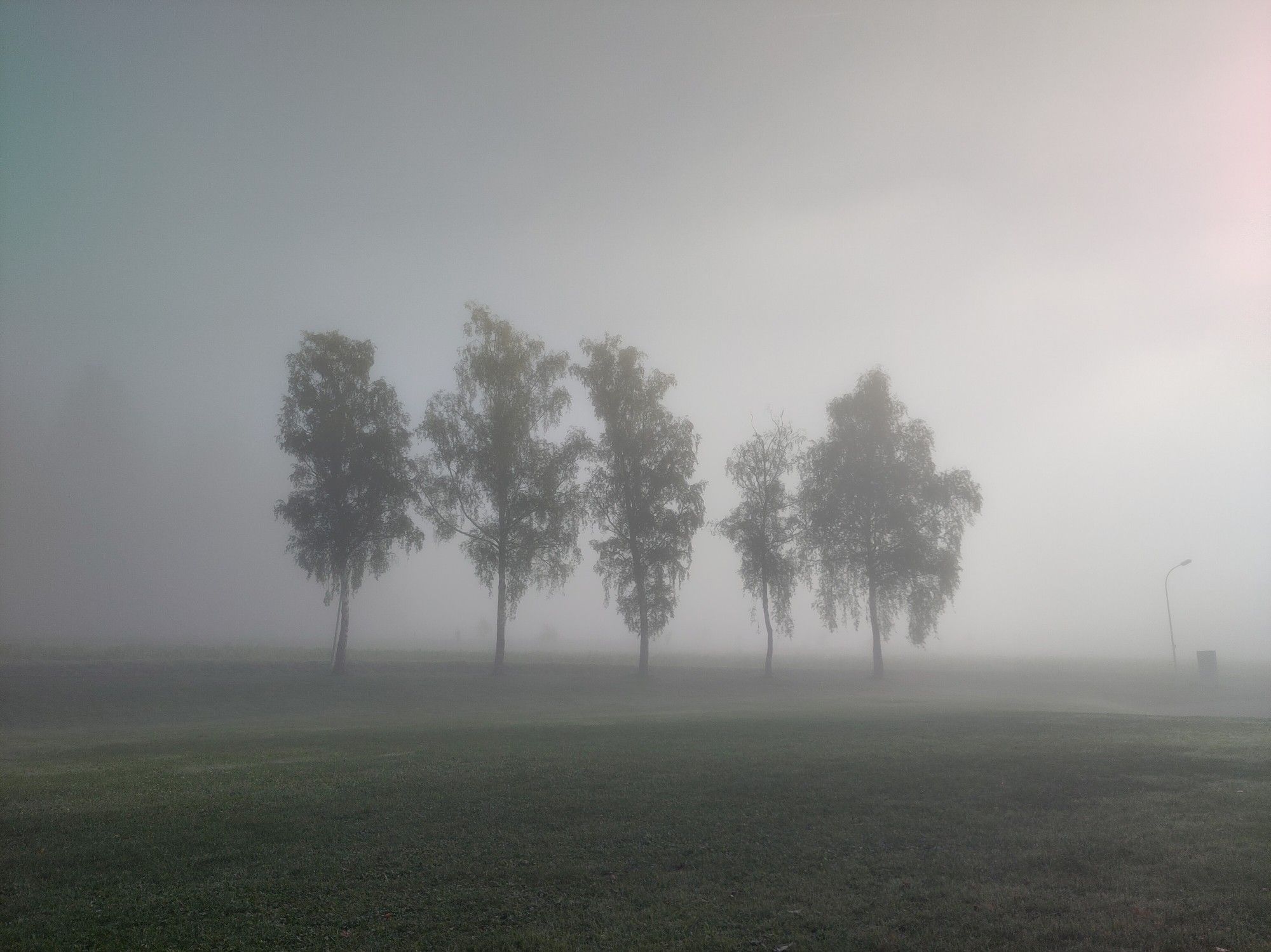 Bäume im Altensteiger Nebel