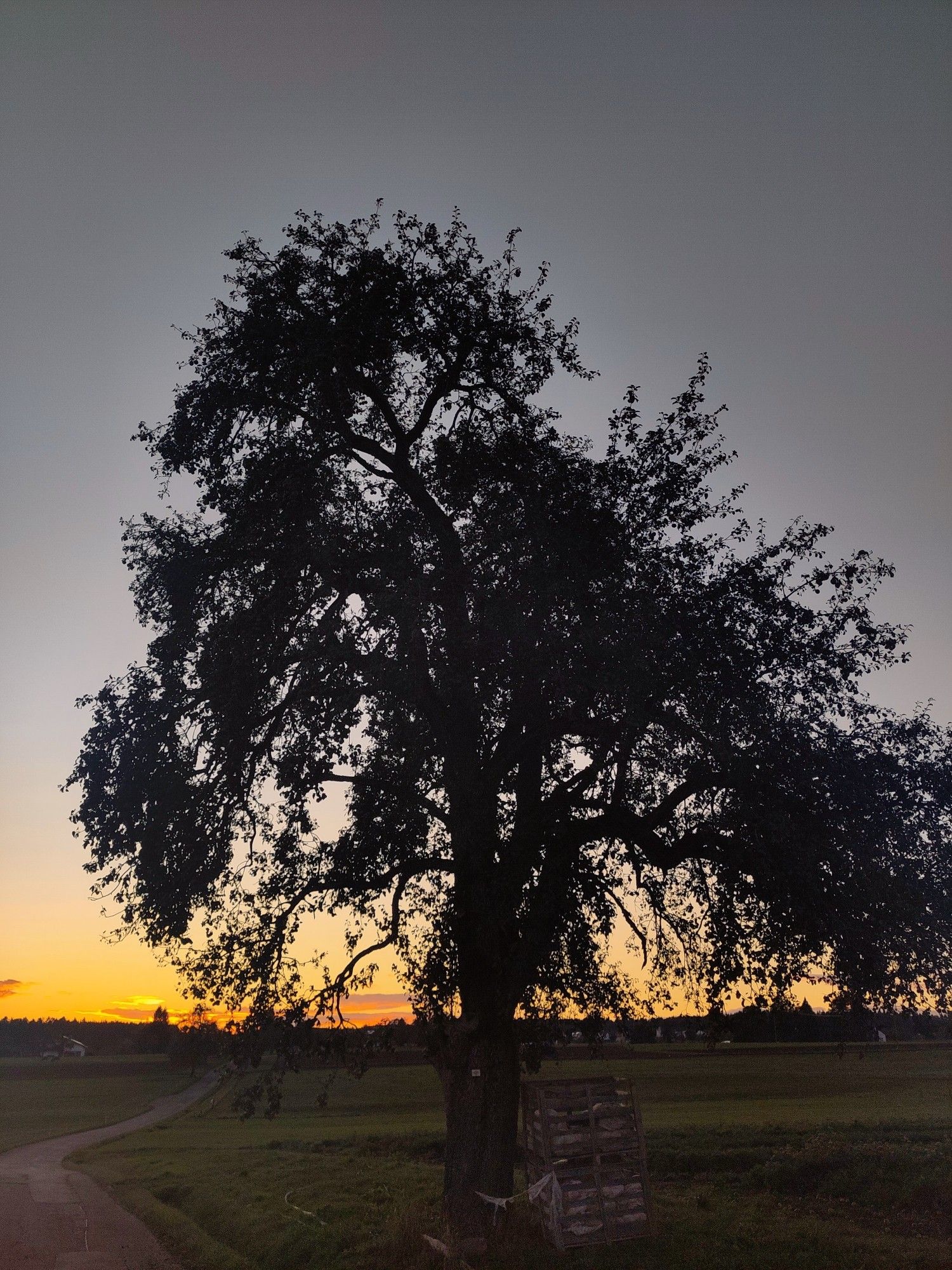 Baum bei Überberg