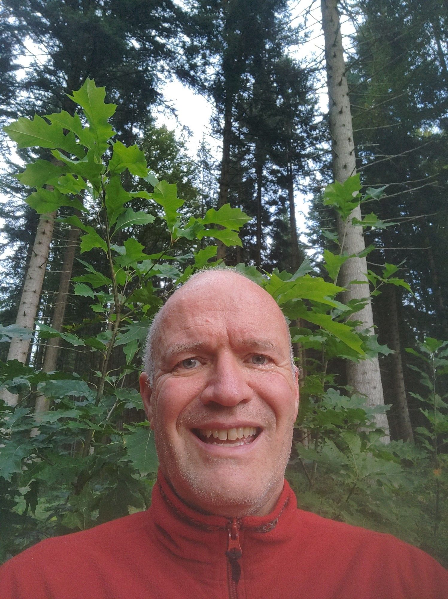 Jung-Eichen hinter Klaus-Peter Lüdke bei seiner Joggingrunde im Schwarzwald