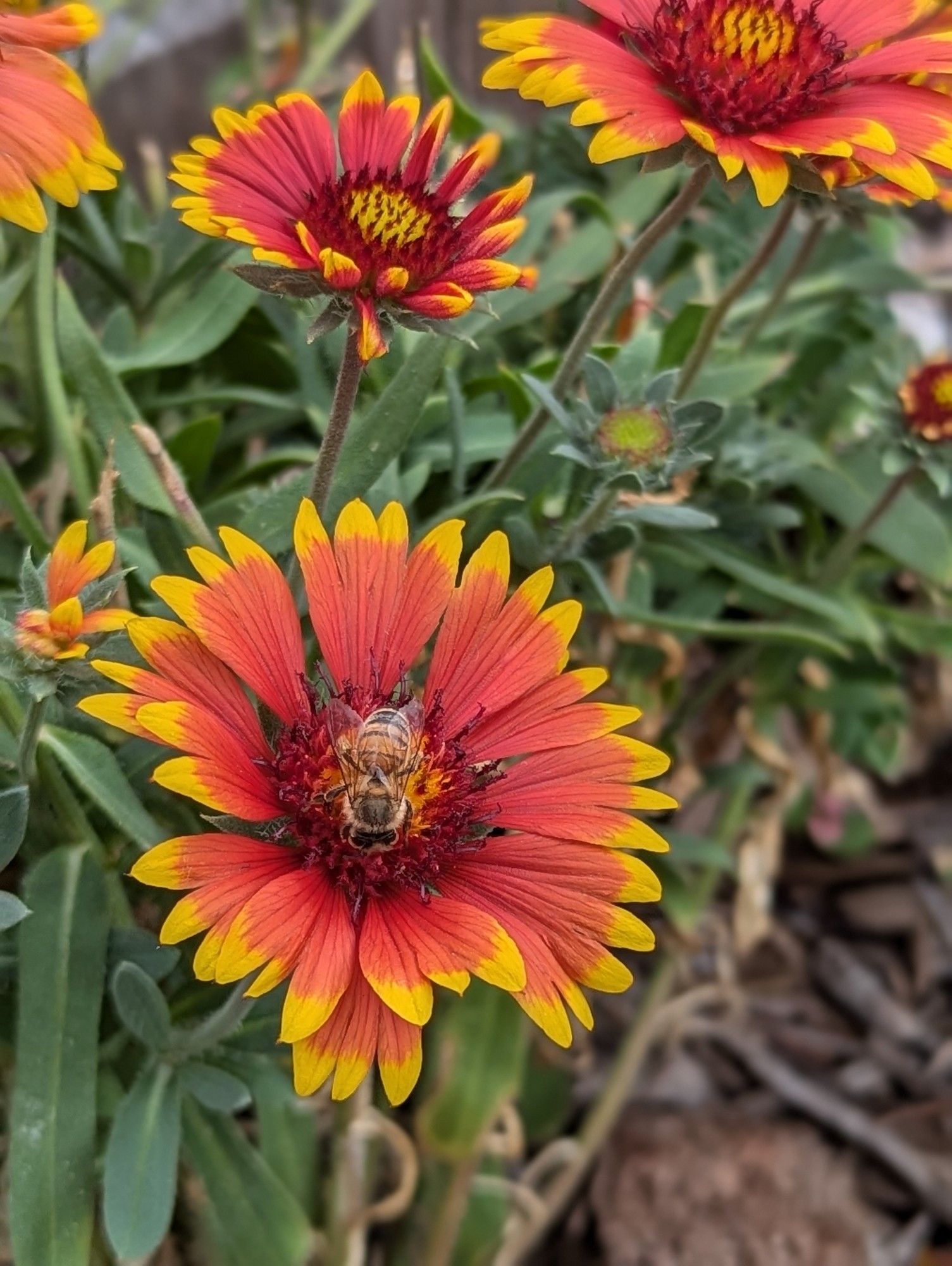 A bee in the middle of a blanket flower. The flower has dark orange petals with yellow tips.