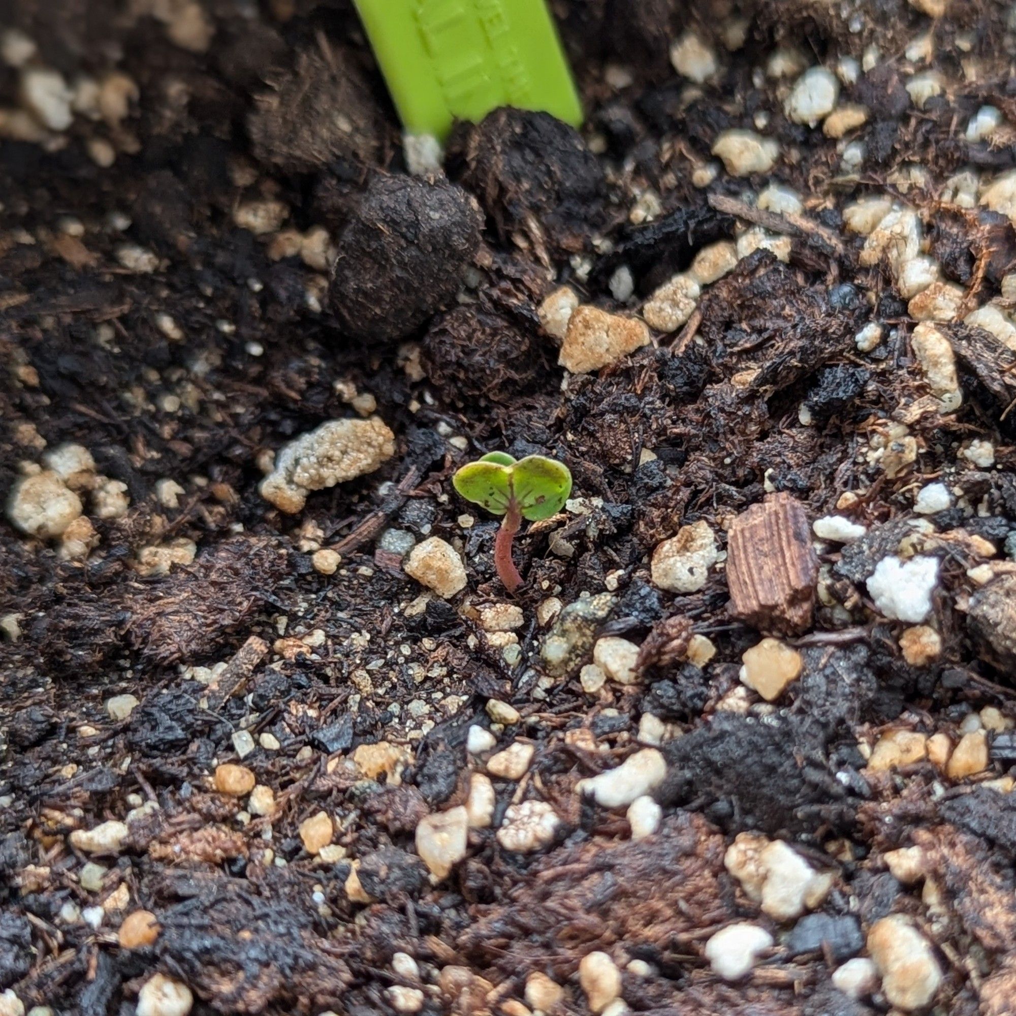 Tiny little sprout. Lettuce, I think.