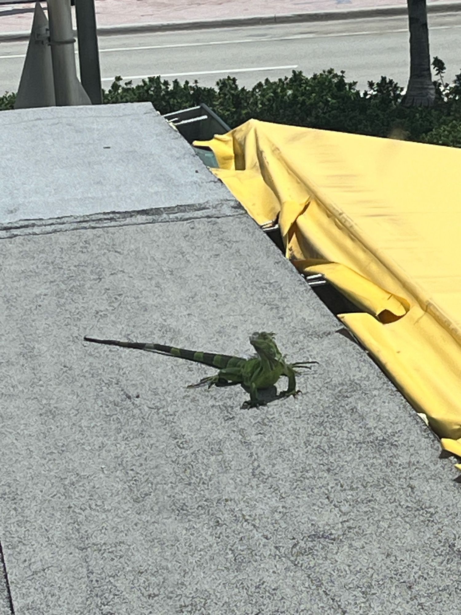 a rooftop iguana