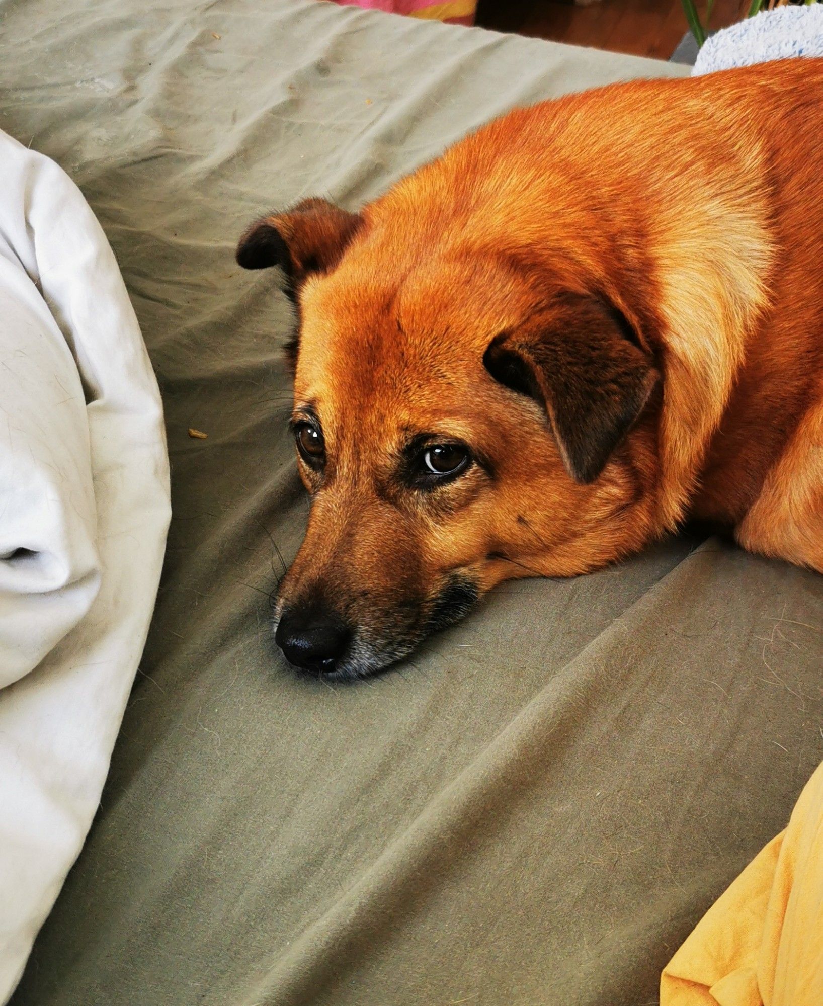 Zaza, ma chienne corgi croisée golden retriever, couchée sur le lit, un air tout triste dans ses yeux.