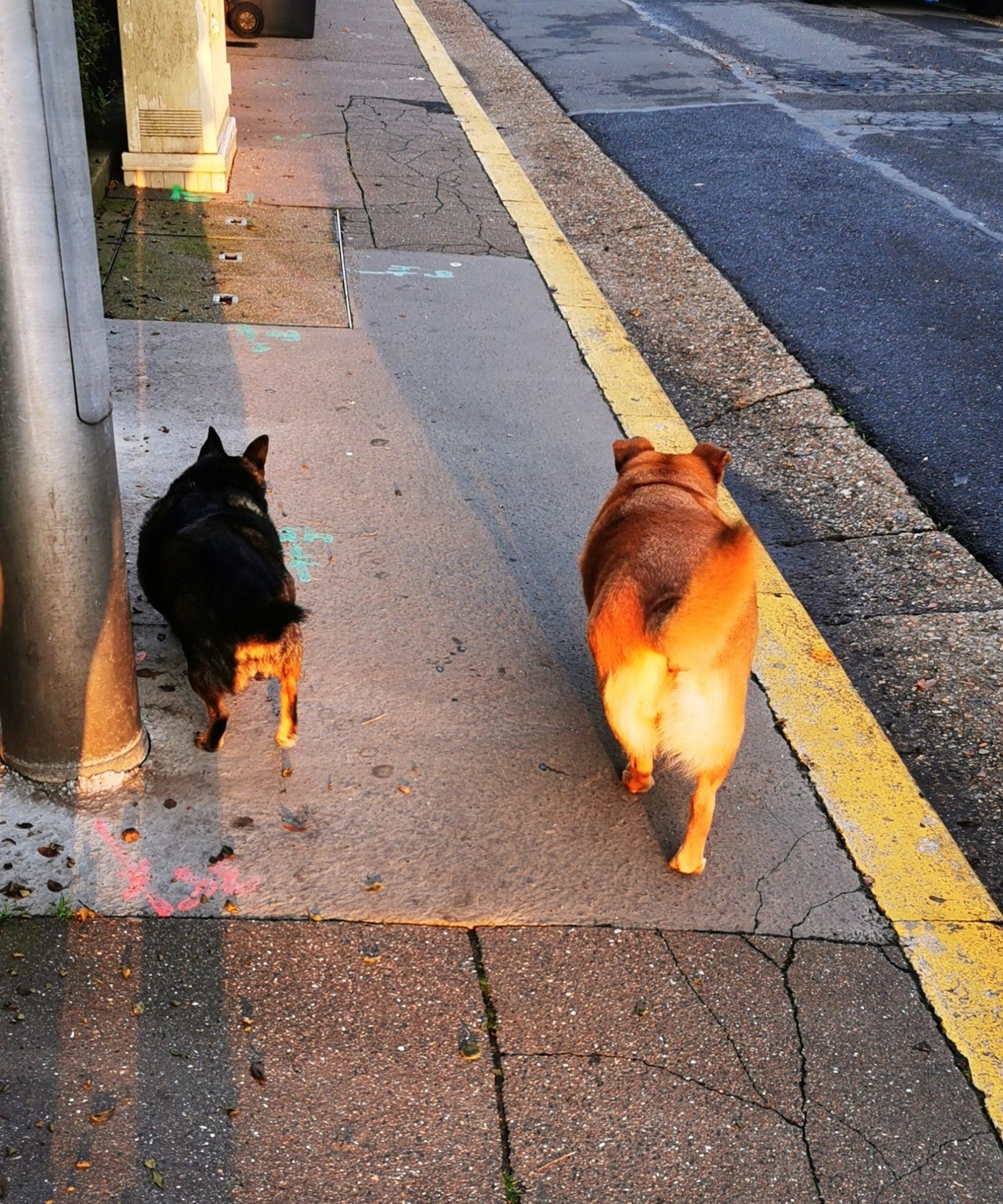 Simone ma chienne chihuahua croisée maki catta et Zaza ma chienne corgi croisée golden retriever, qu'on voit de dos marcher sur le trottoir, le soleil derrière donne une jolie lumière