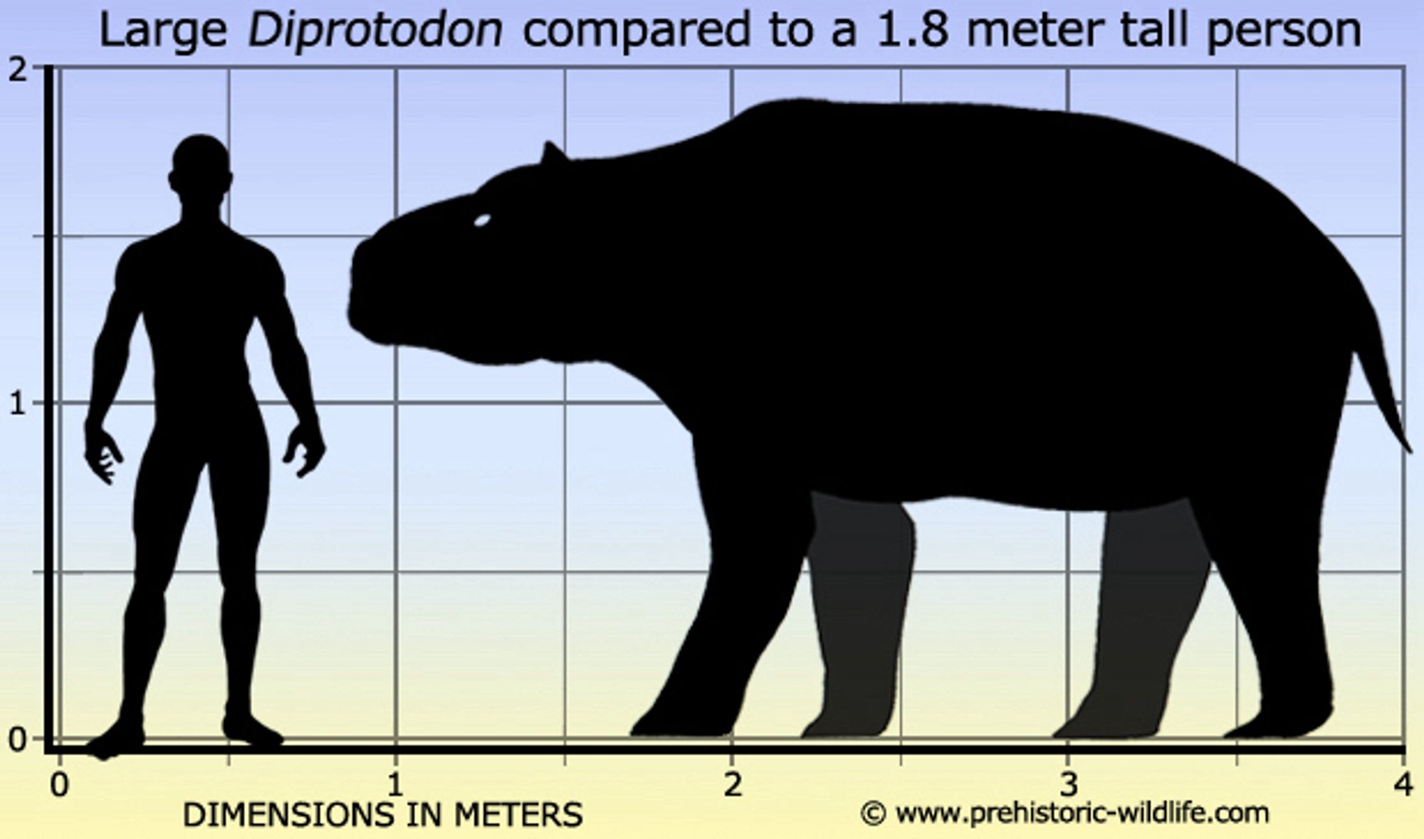 A black figure of a human and a “Giant Wombat” against a height chart. The chart shows the human the wombat are both 1.8 meters and the wombats is just over 4 meters long.