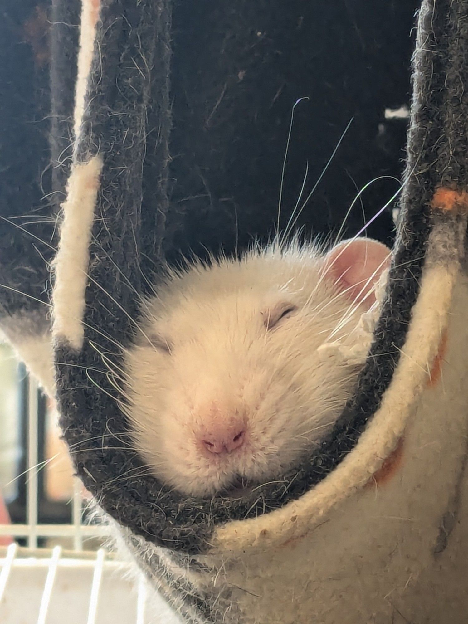 A white Dumbo rat asleep in a black and white hammock. He is facing towards the camera but his eyes are completely shut