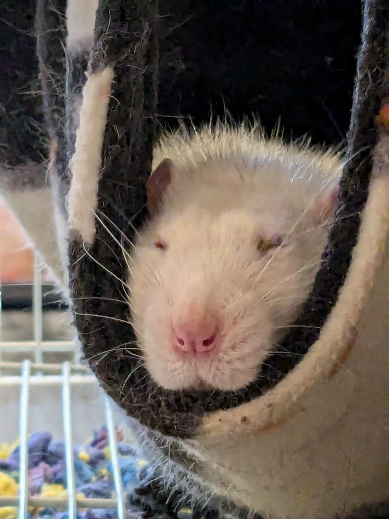 A white Dumbo rat looking forward from a black  hammock. Eyes barely open. 