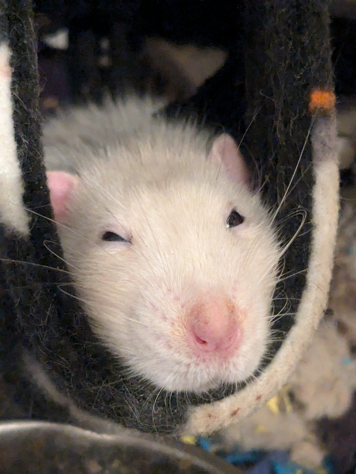 A sleepy white rat looking out from a hammock.  His eyes are barely open and he is very sleepy 