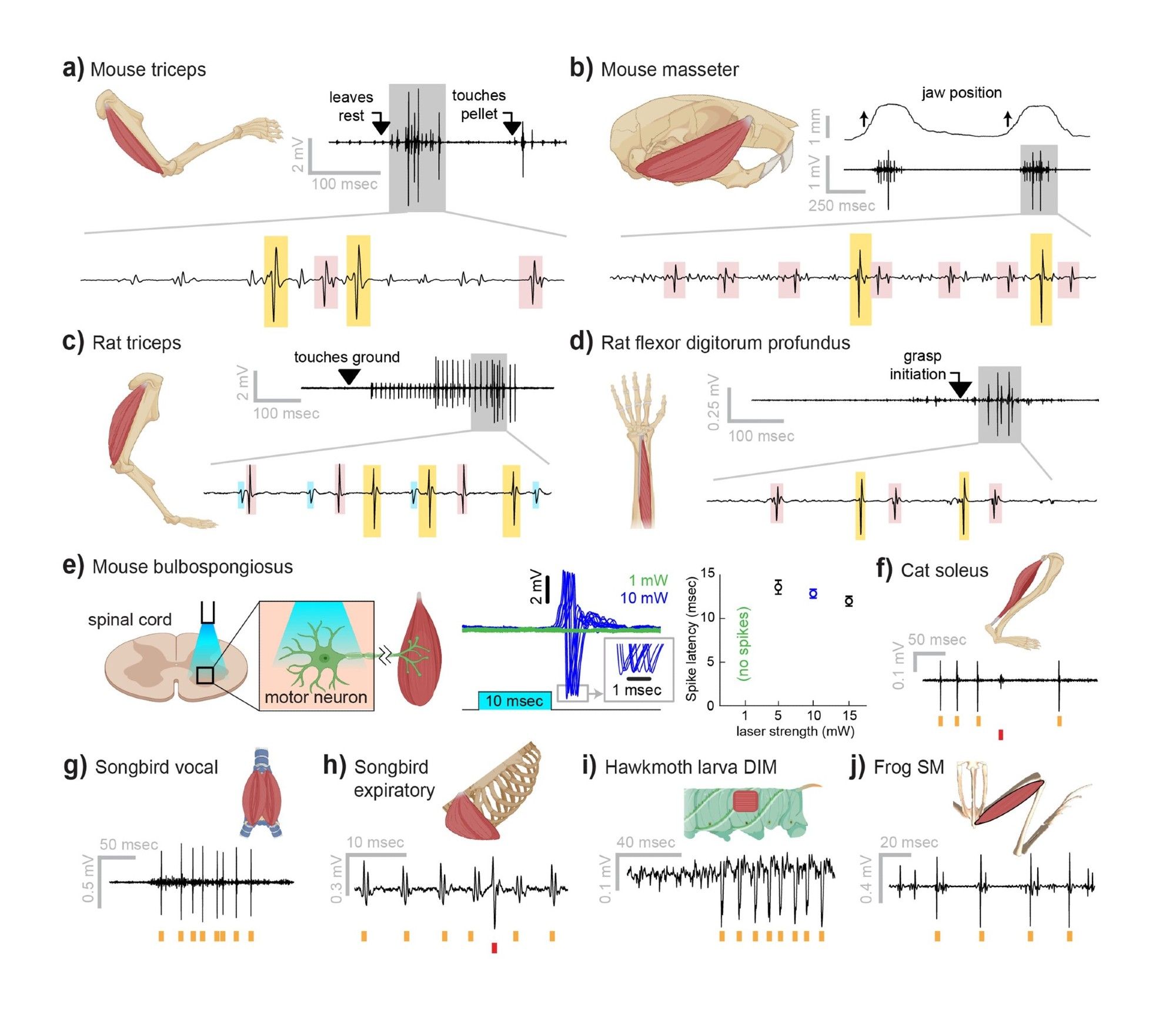 Myomatrix recordings across muscles and species.