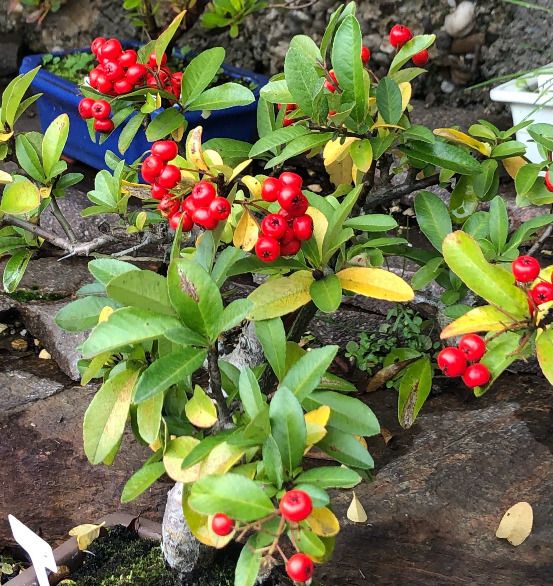 Herbstlicher Feuerdorn: teilweise verfärbtes Laub, rote Beeren.