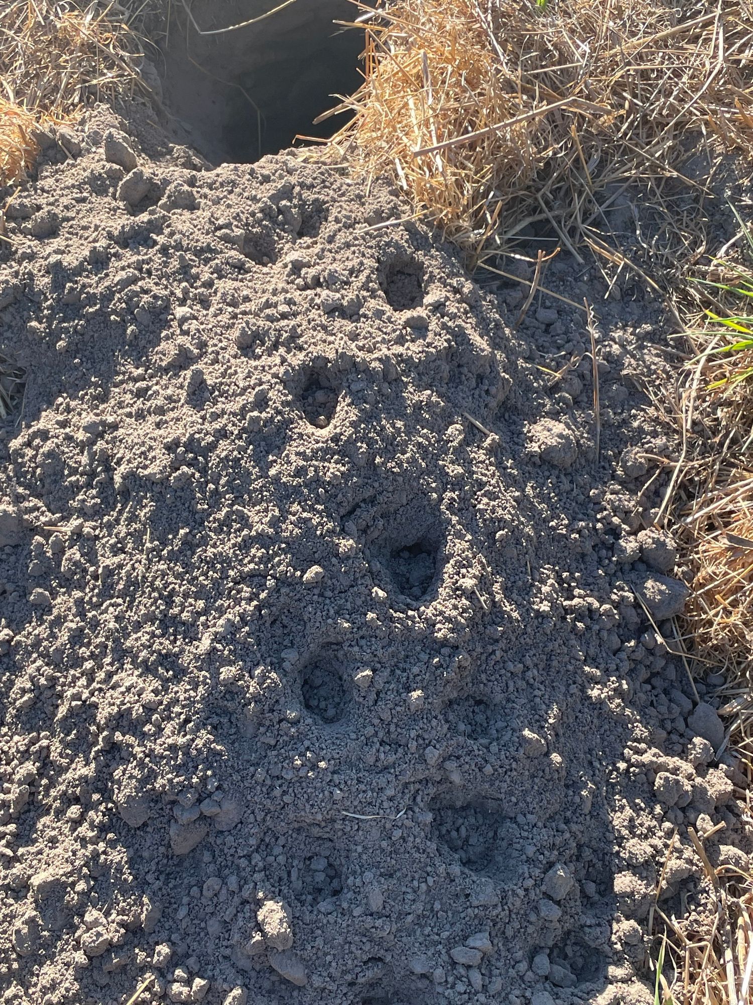  At the top slightly to the left is a hole in the ground with smooth sides, surrounded by short very brown field grass. From the bottom of the hole to the bottom of the picture is all the dirt the badger dug out of the hole. The mound of dirt is bigger toward the center than at either end From the bottom to the lip of the hole is a very clear set of footprints. In most, you can also see the imprint of the claws. 