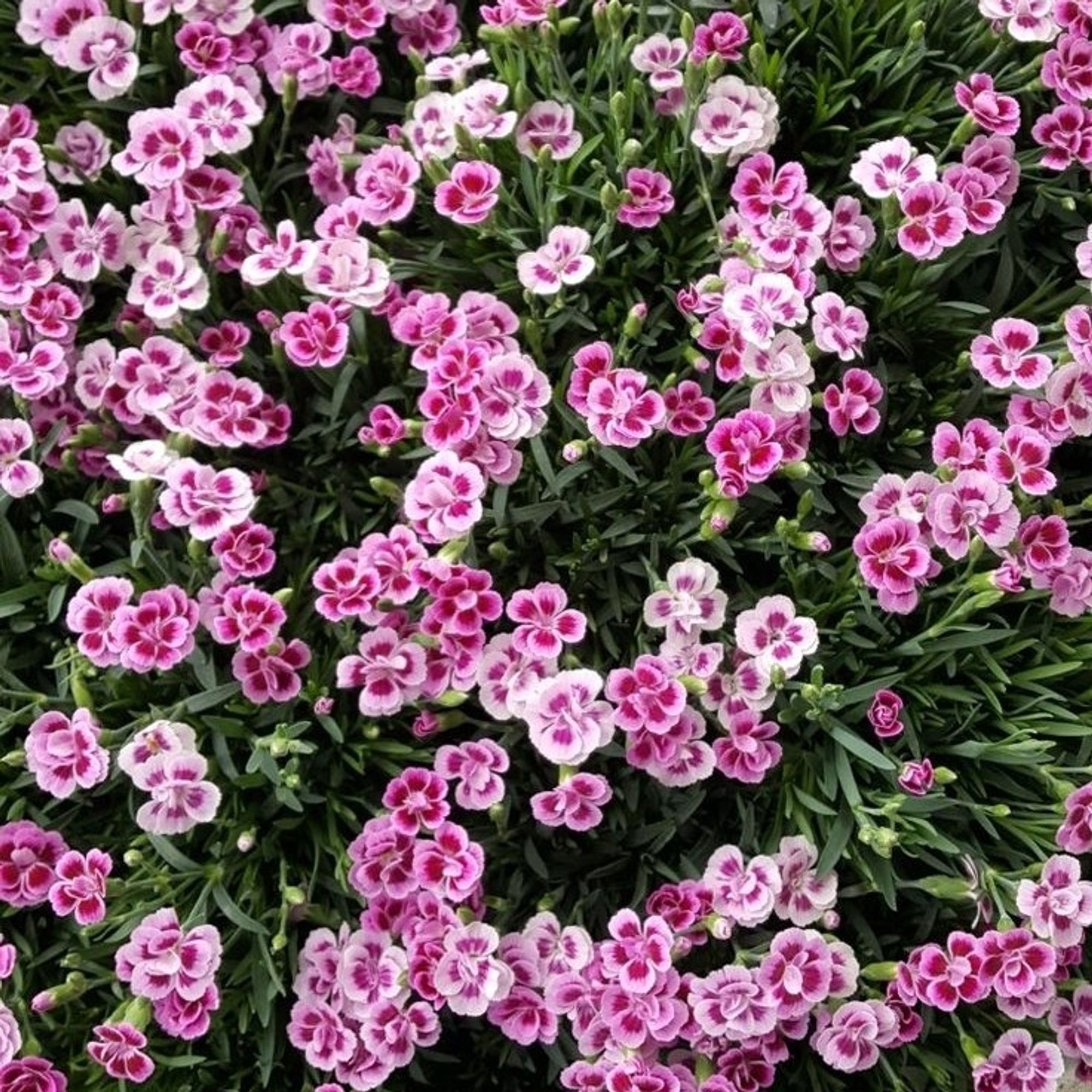 a ton of dianthus flowers seen from above; this variety is known as "Pink Kisses", two-toned white or light pink with dark pink and multilayered petals with smooth edges