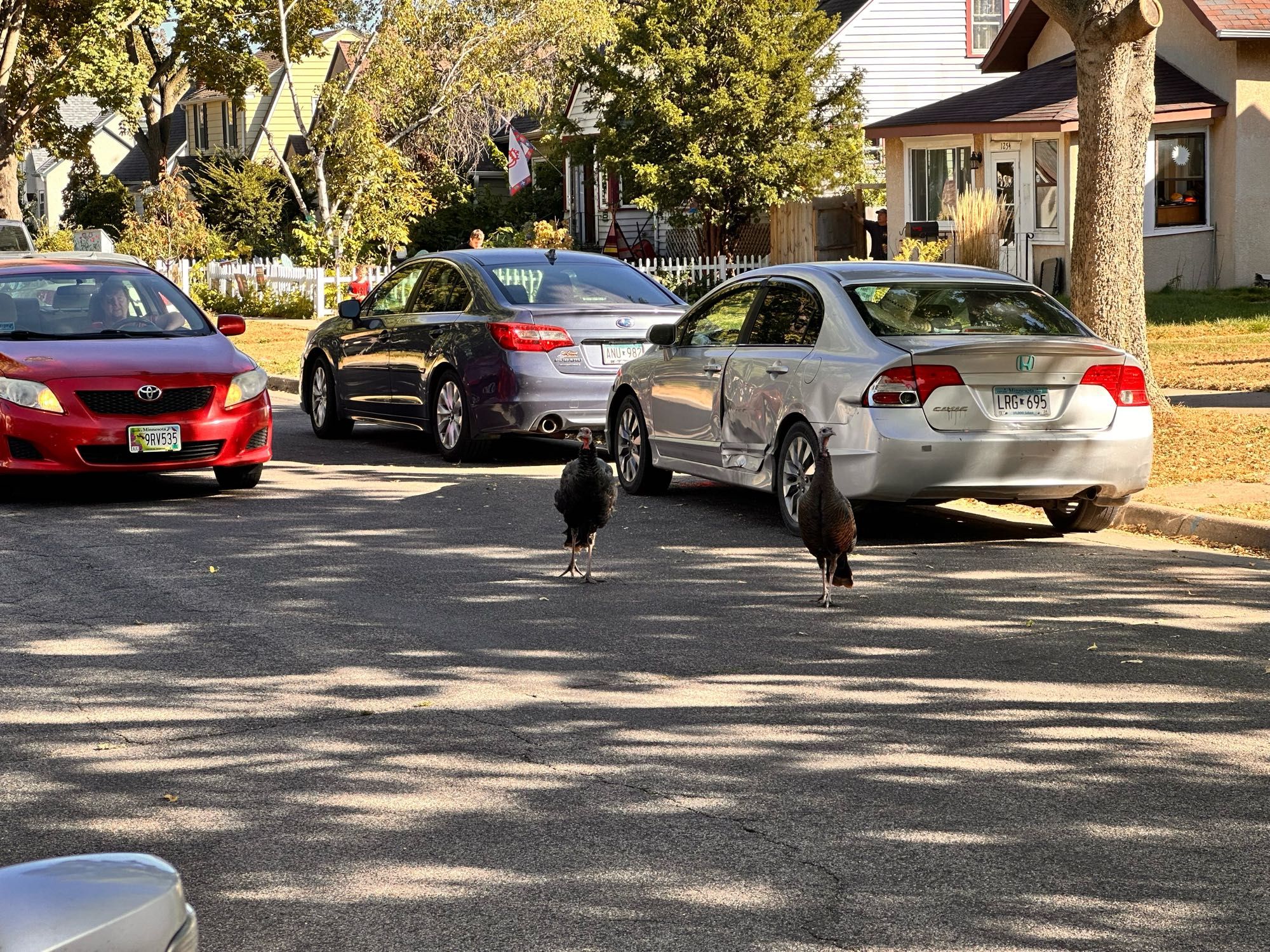 Two turkeys just hanging out in the street