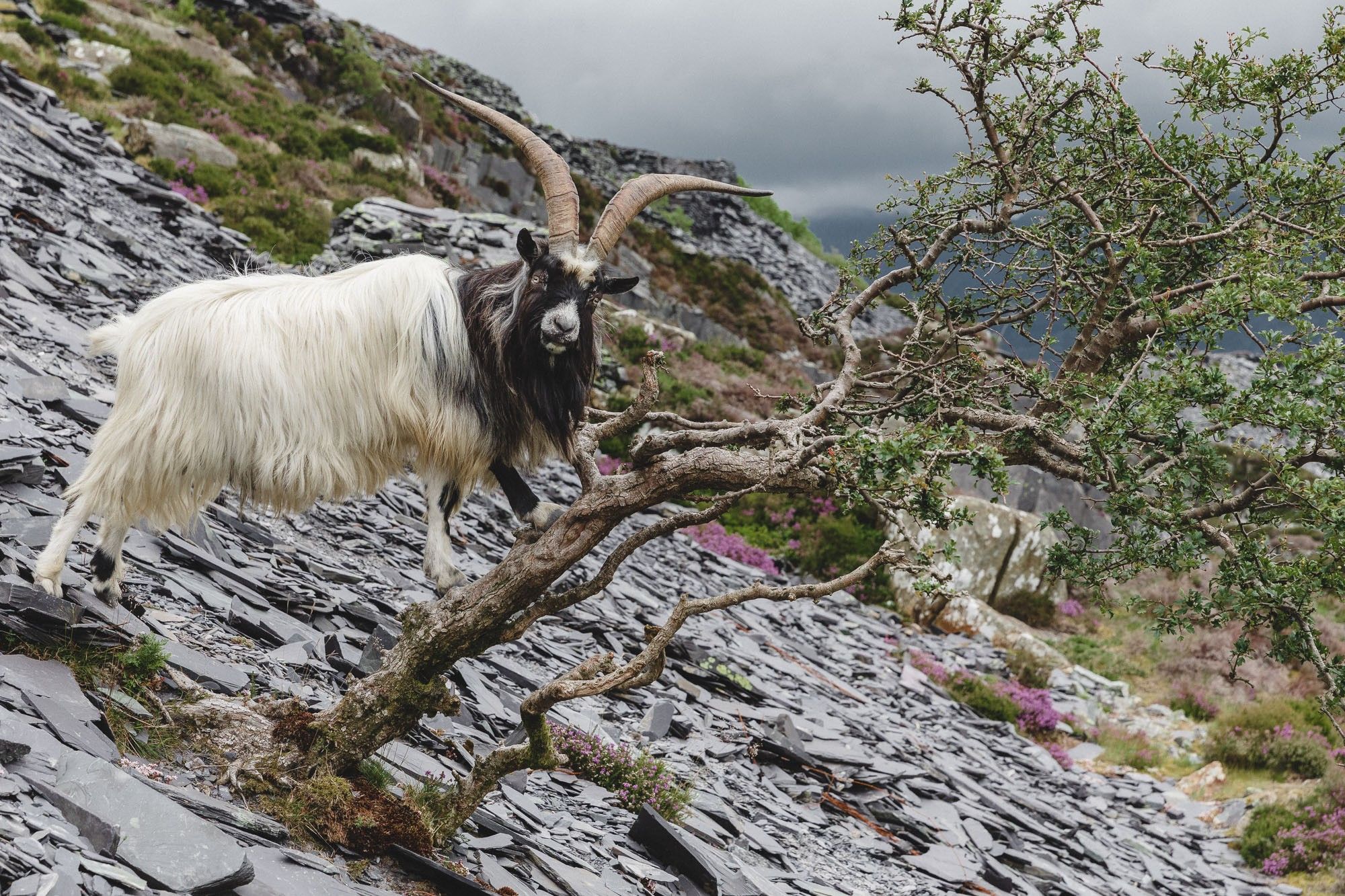 A Welsh goat stands with his back legs on a slate waste tip and his front legs on the trunk of a small tree that's growing at at 45 degree angle from the side of the mountain.