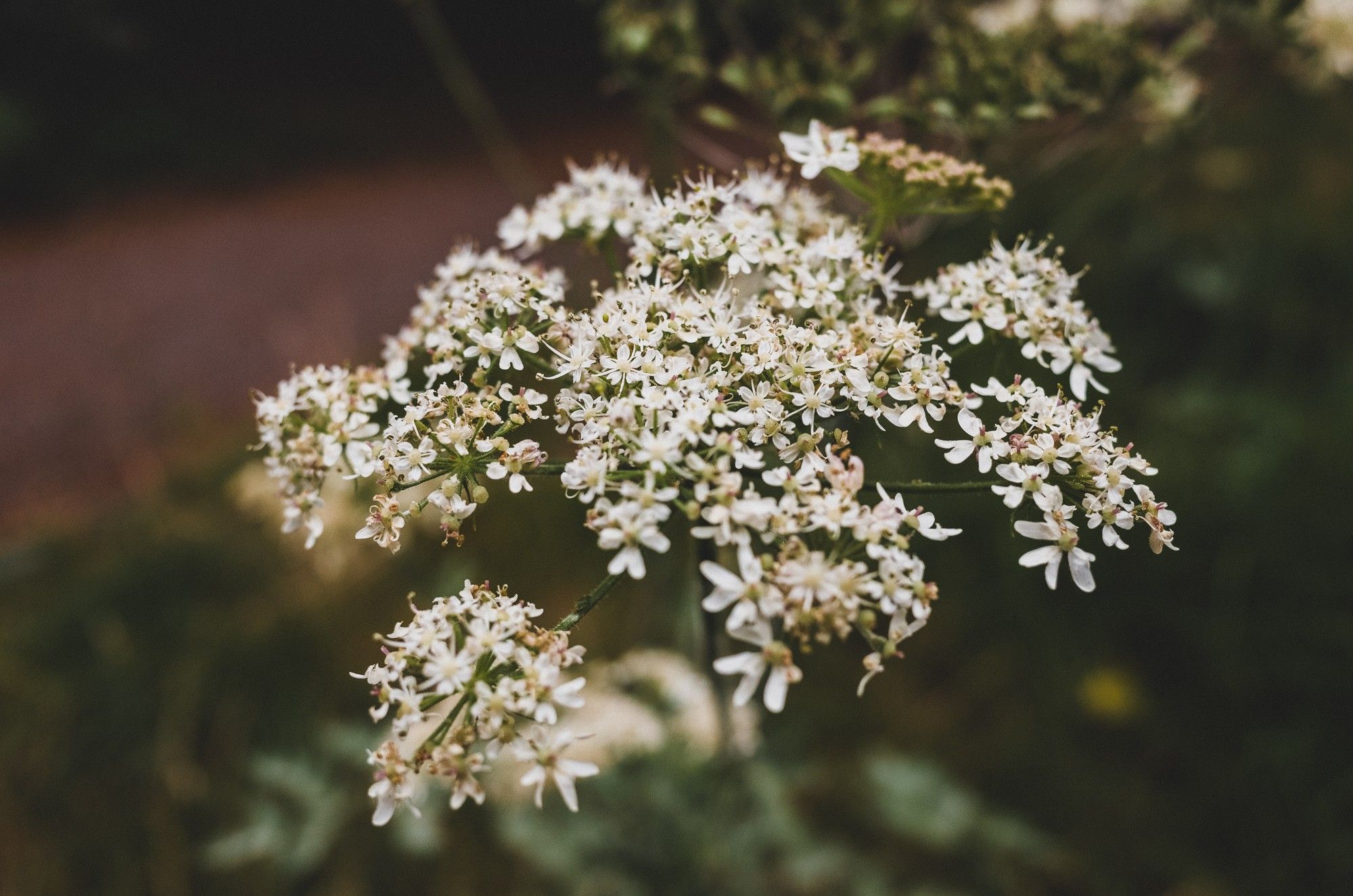 Small white flowers on a tall plant, the rest of the background is out of focus green.