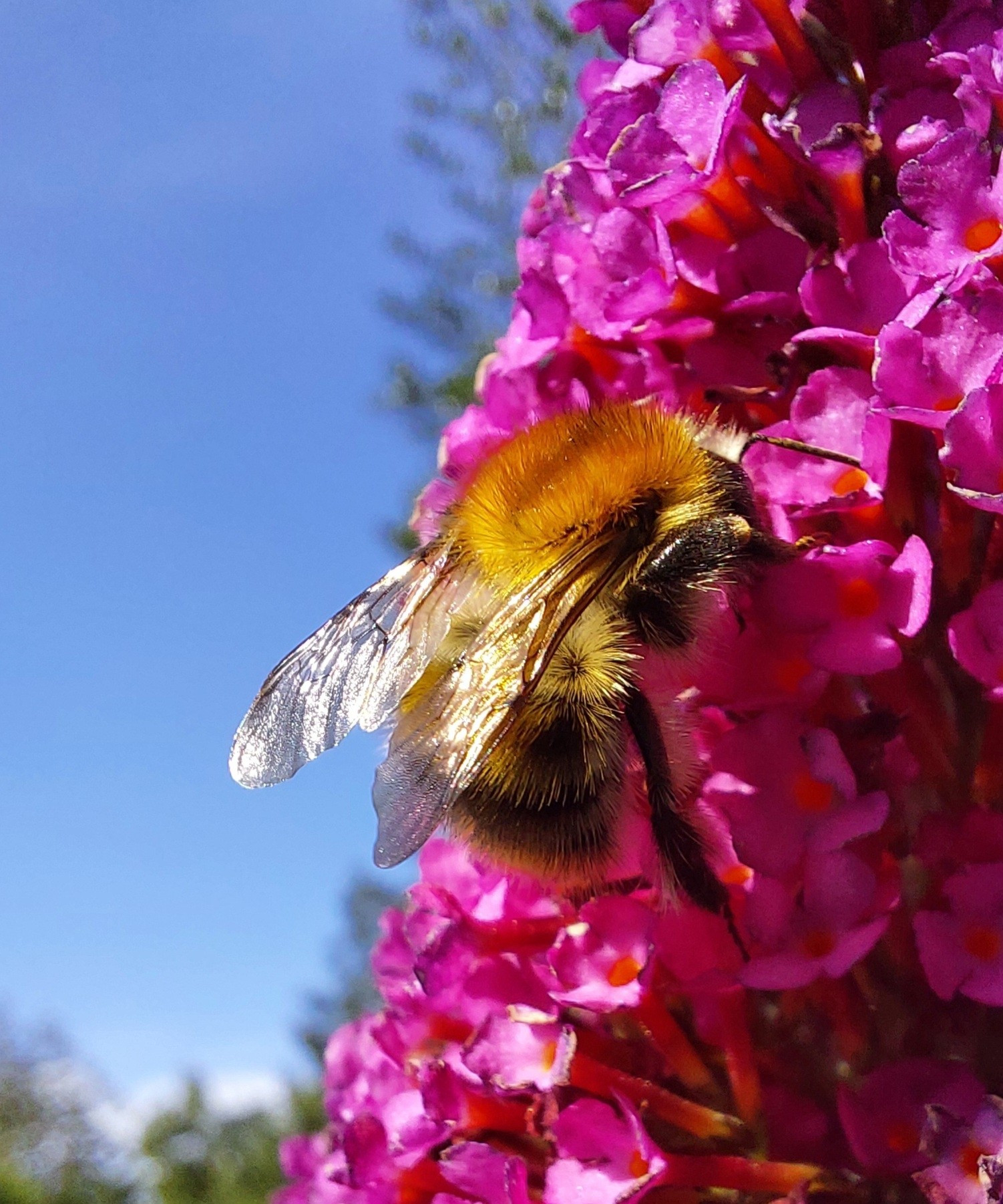 Hummel im Schmetterlingsflieder