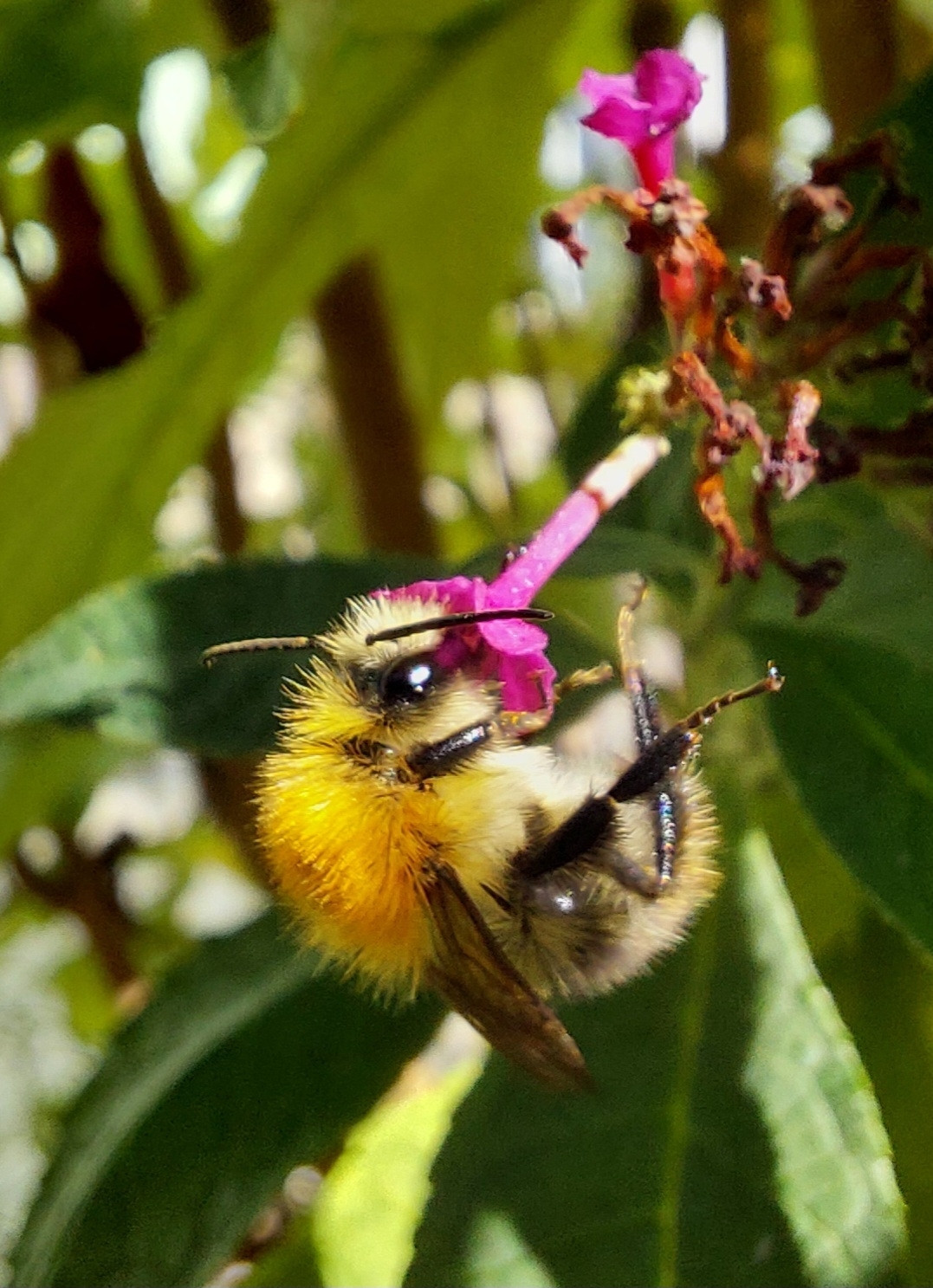 Hummel an einzelner Blüte