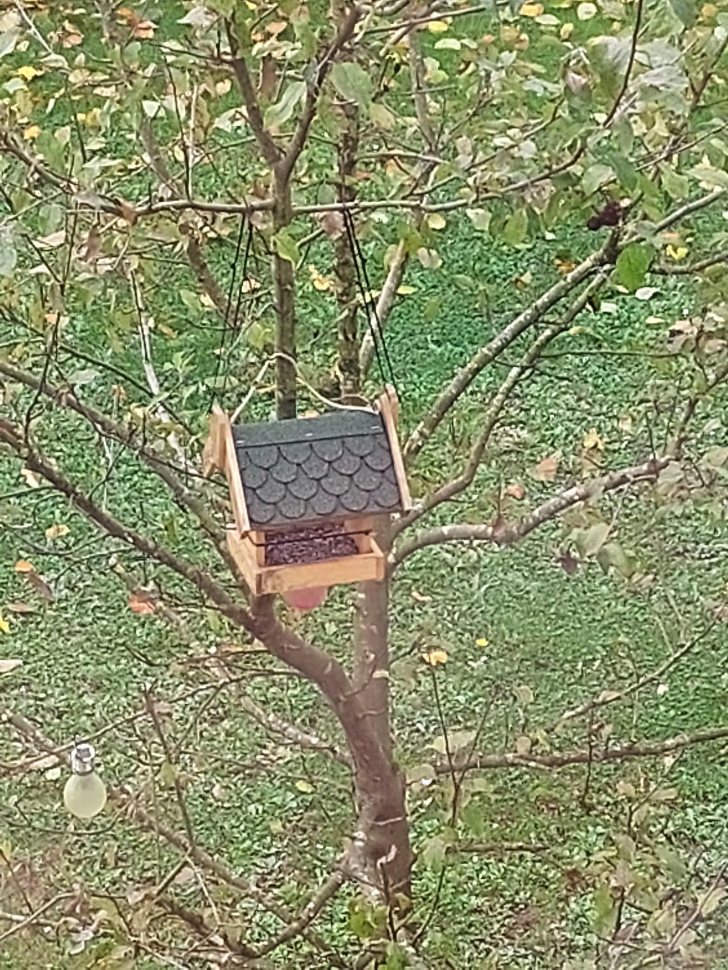 Vogelhaus im Apfelbaum 