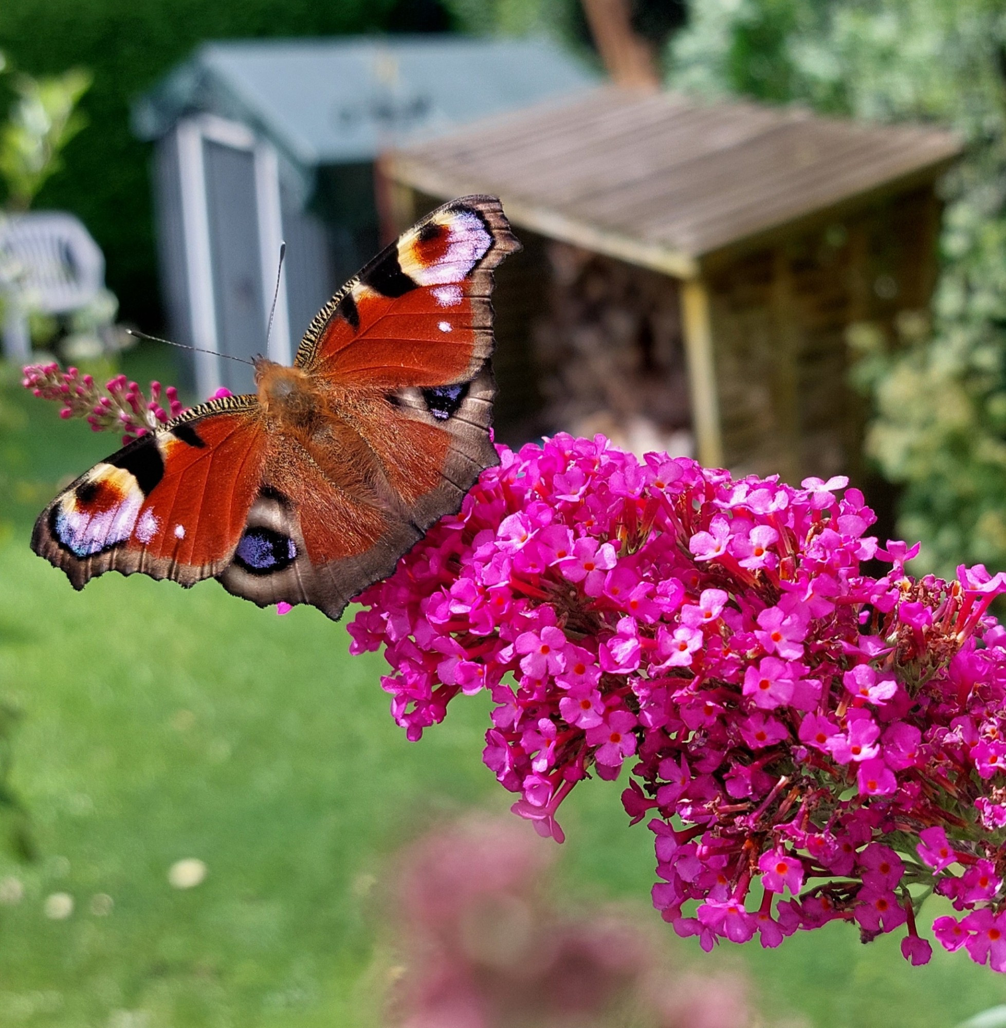 Schmetterlingsflieder mit Schmetterling