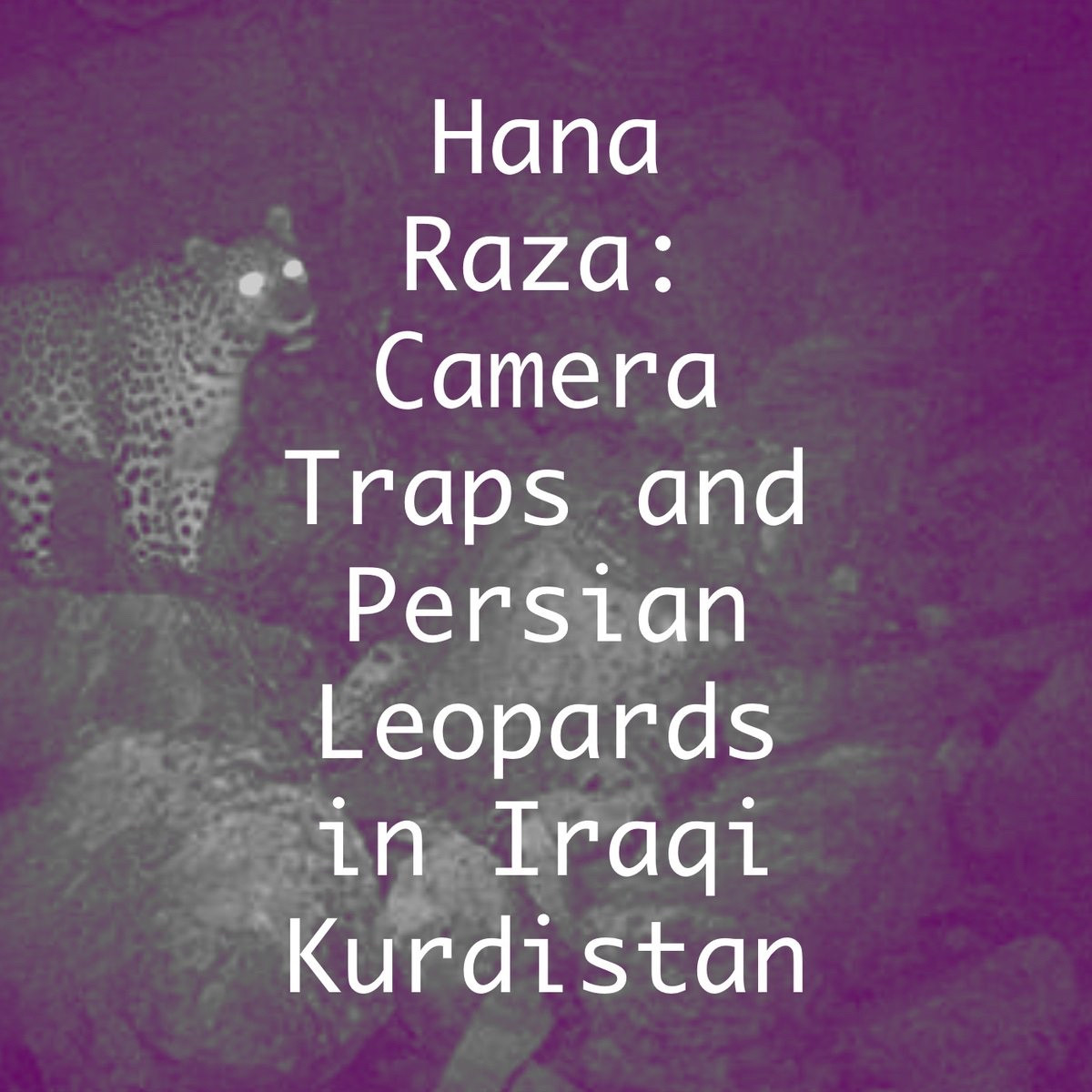 A camera trap image of a Persian Leopard at night. The leopard is to the left of the frame, standing on rocks, with glowing eyes, and the image has a deep purple filter. The text overlaid in white says ‘Hana Raza: Camera Traps and Persian Leopards in Iraqi Kurdistan’. Image source: Nature Iraq, https://osme.org/2016/01/funding-conservation-projects-a-voice-for-biodiversity-in-iraq/