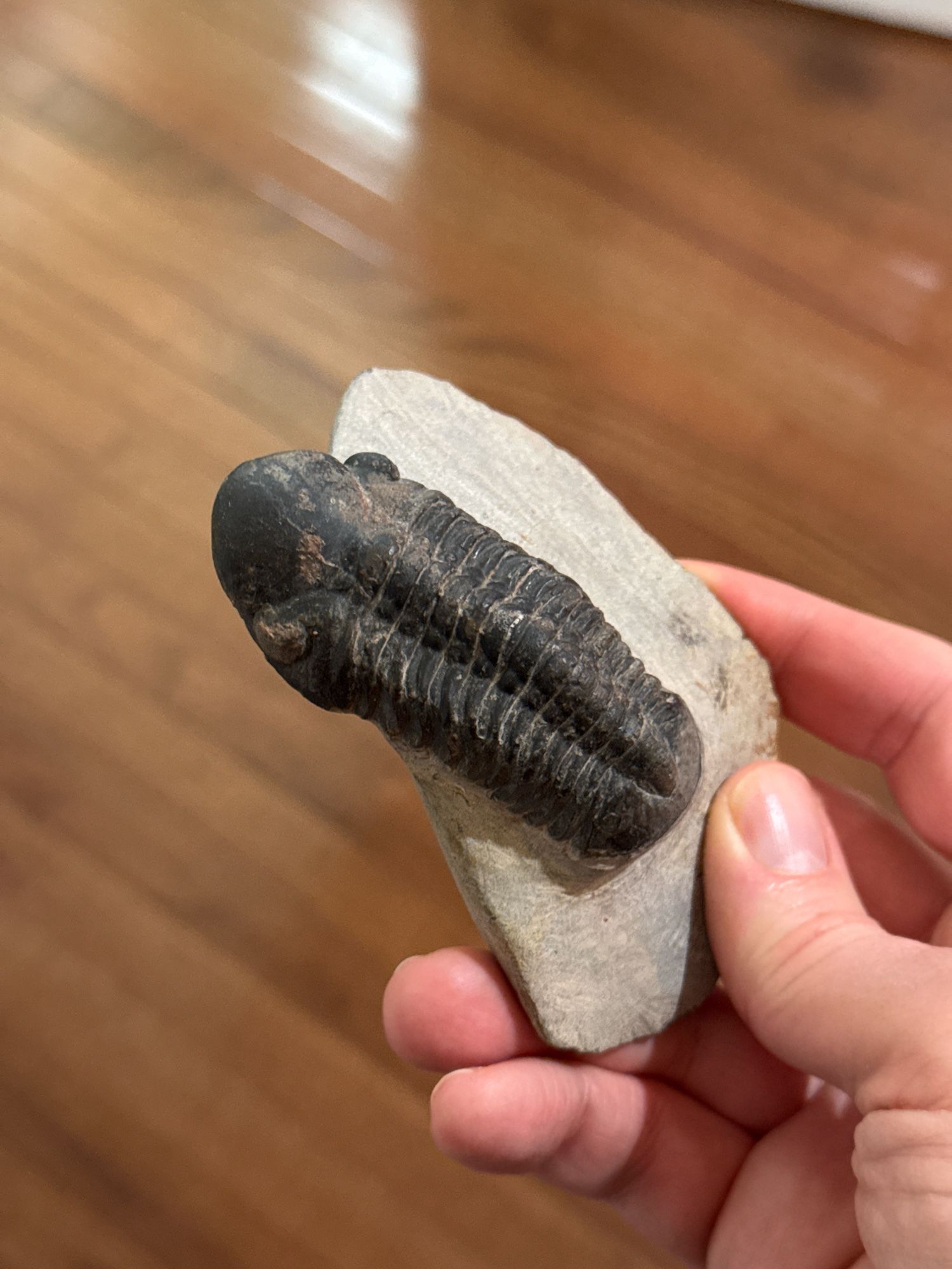 Moroccan trilobite