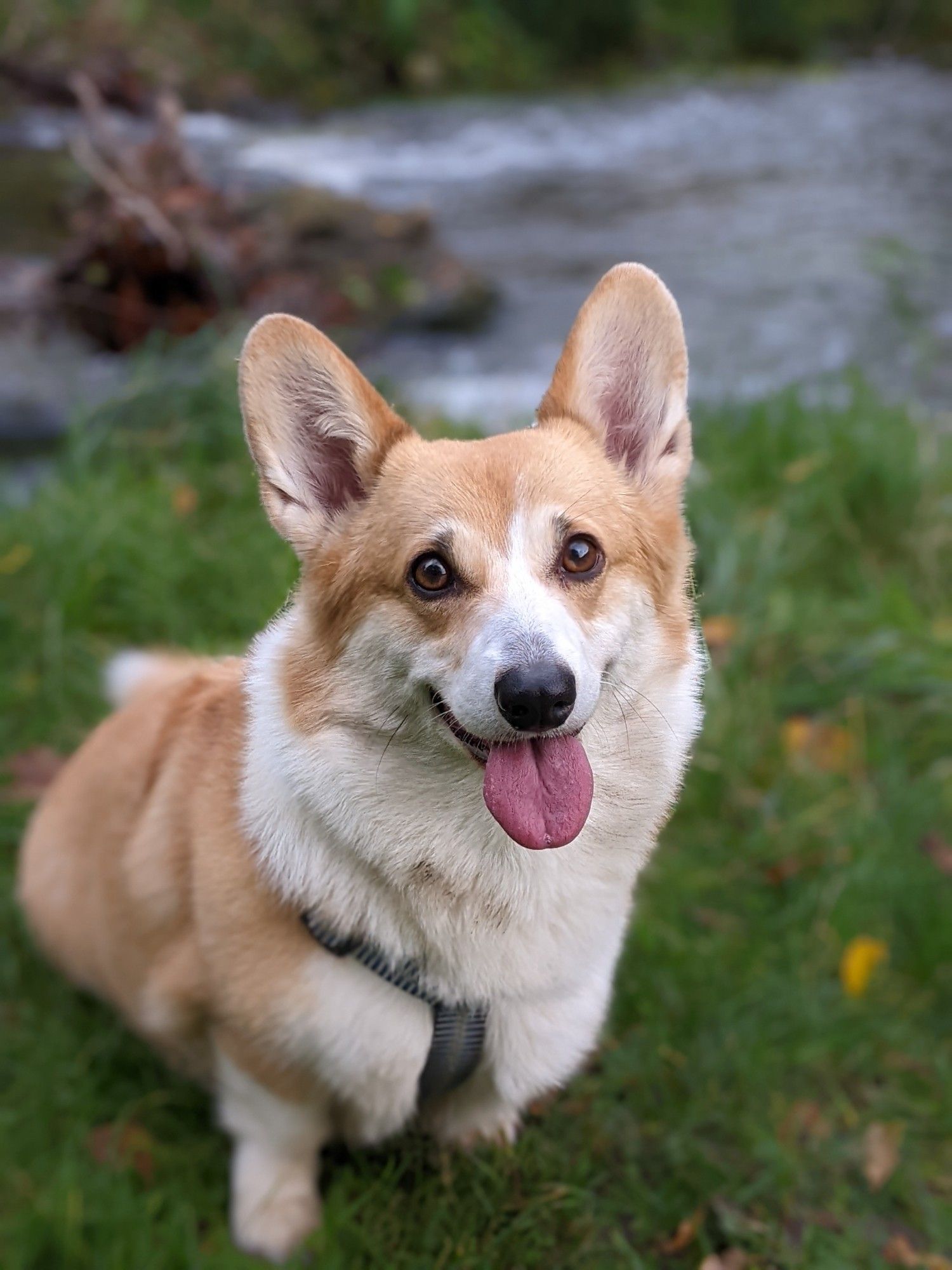 Focus sur Odette la petite corgi qui regarde la caméra en tirant la langue, les deux oreilles toujours bien dressées.