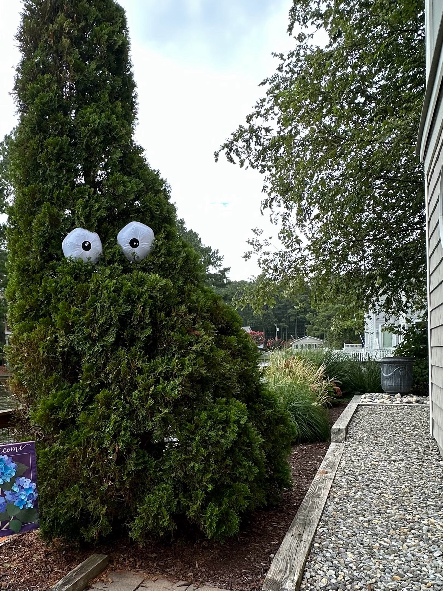 A Pine tree with beach ball googly eyes.