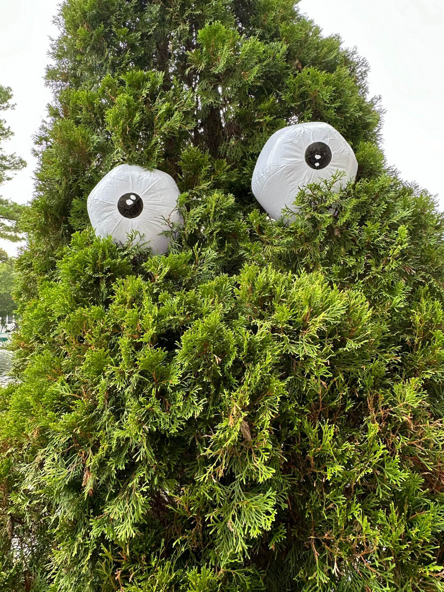 Pine tree with beach ball googly eyes.