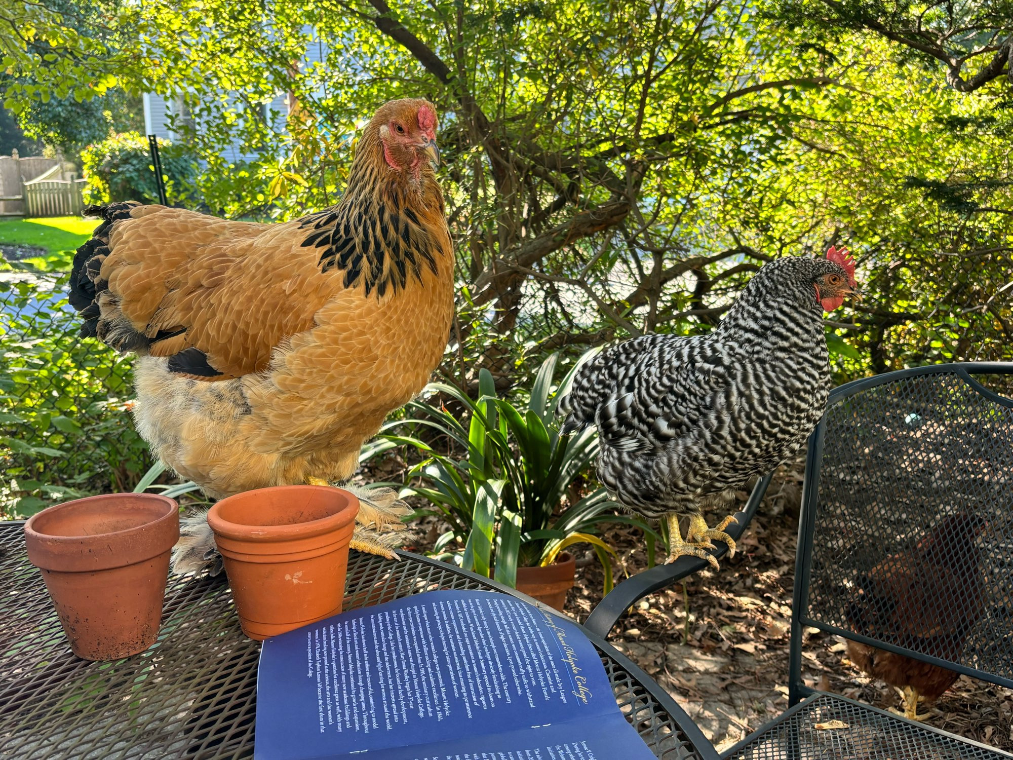 Two chickens on a table.