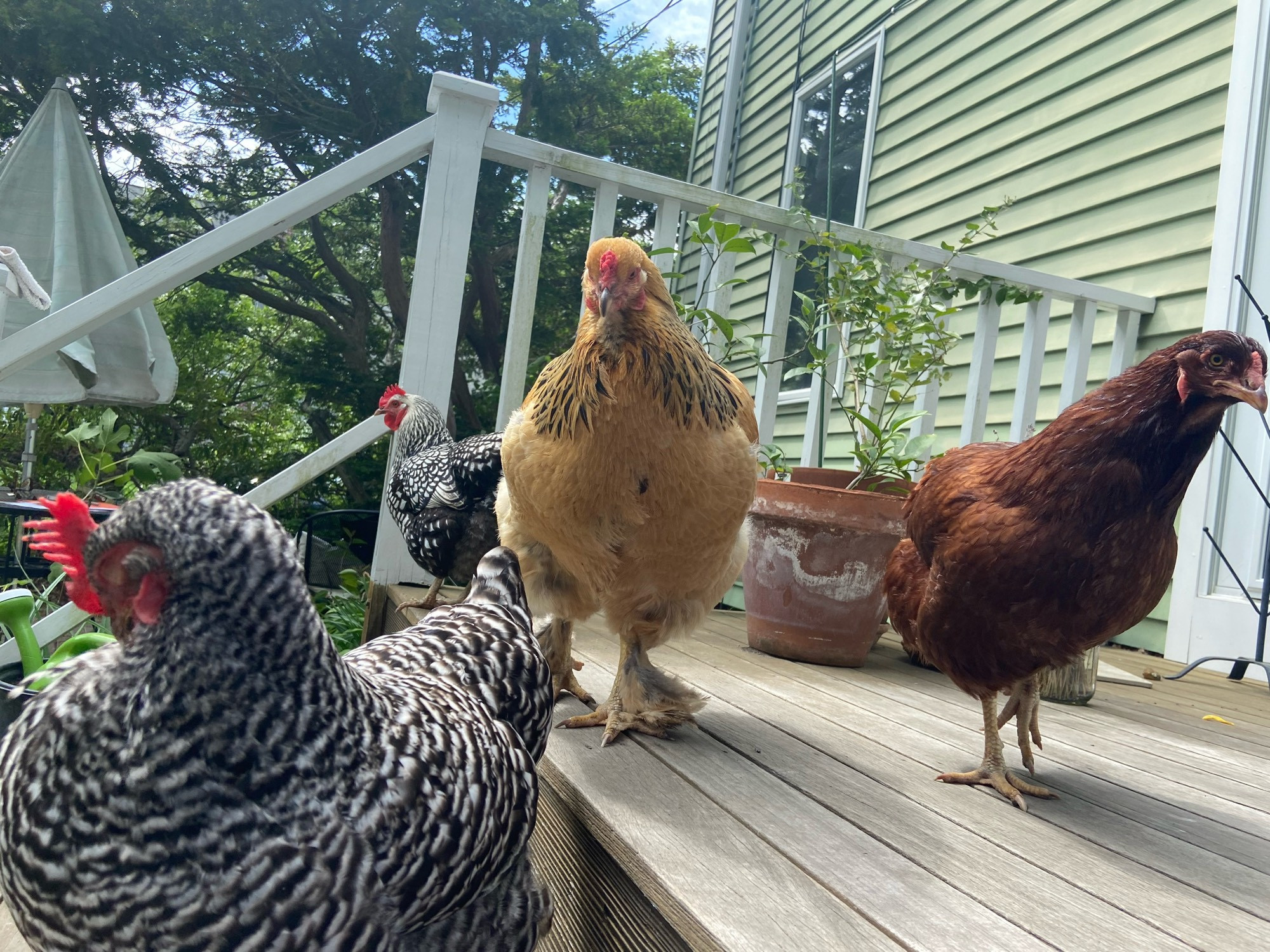 Four chickens on a porch