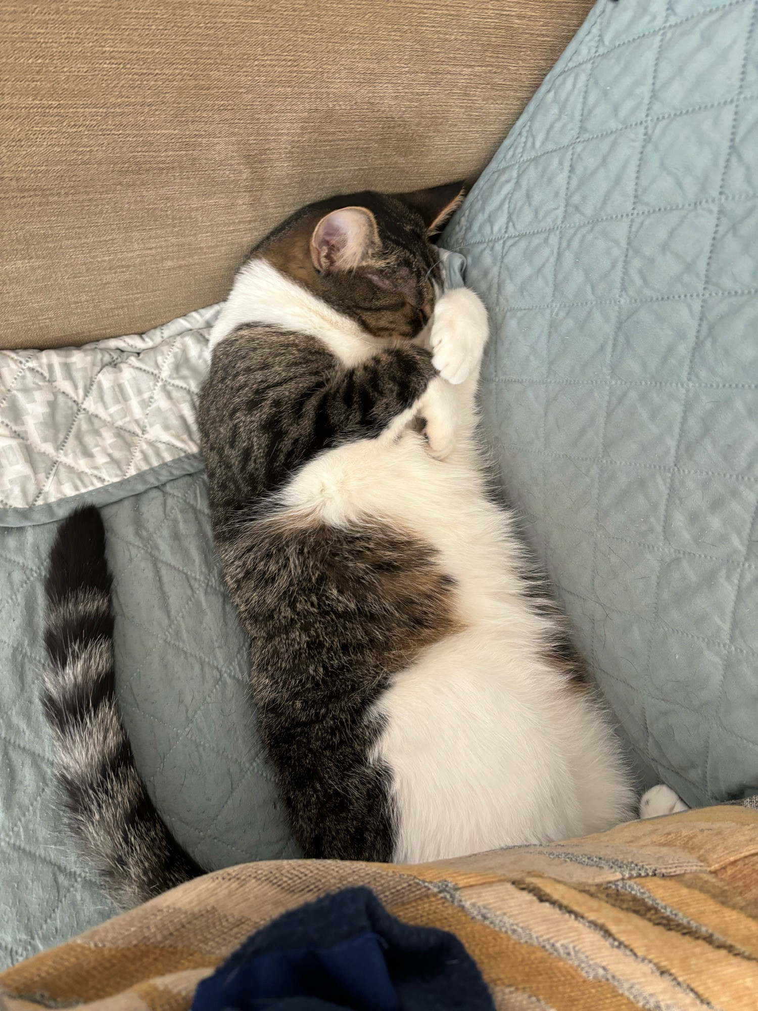 Picture of a gray and white cat sleeping on his back with his paws covering his nose.