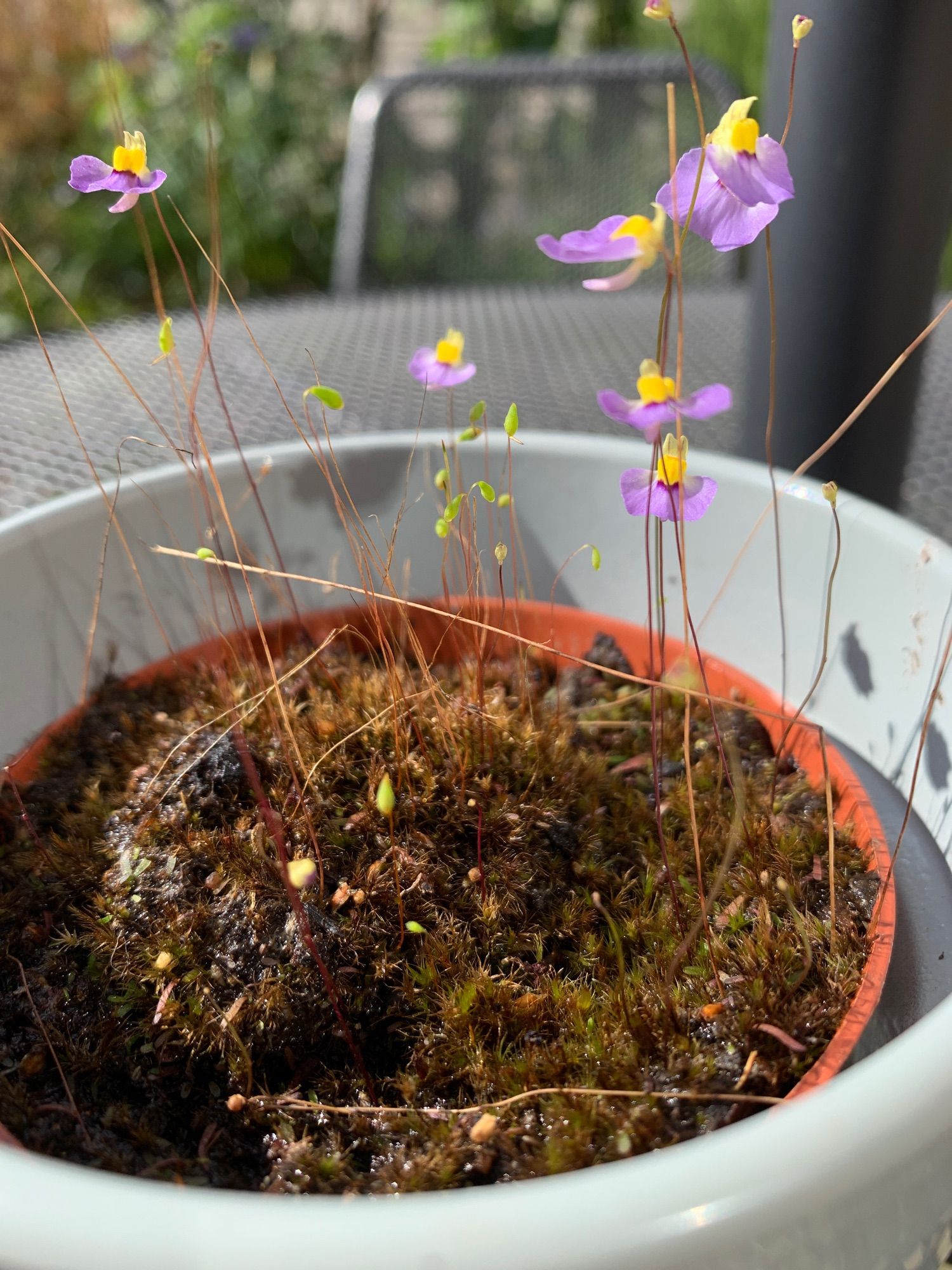 A picture of Utricularia bisquamata ‘Betty’s Bay’