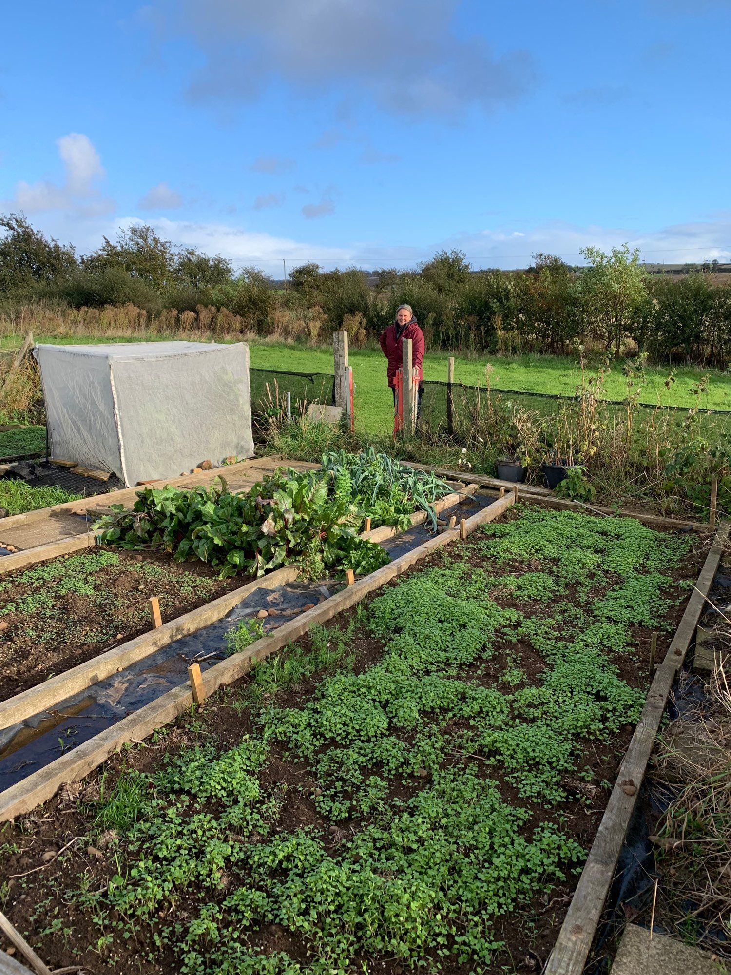 Vegetable plots on an allotment site. One covered in green manure seedlings