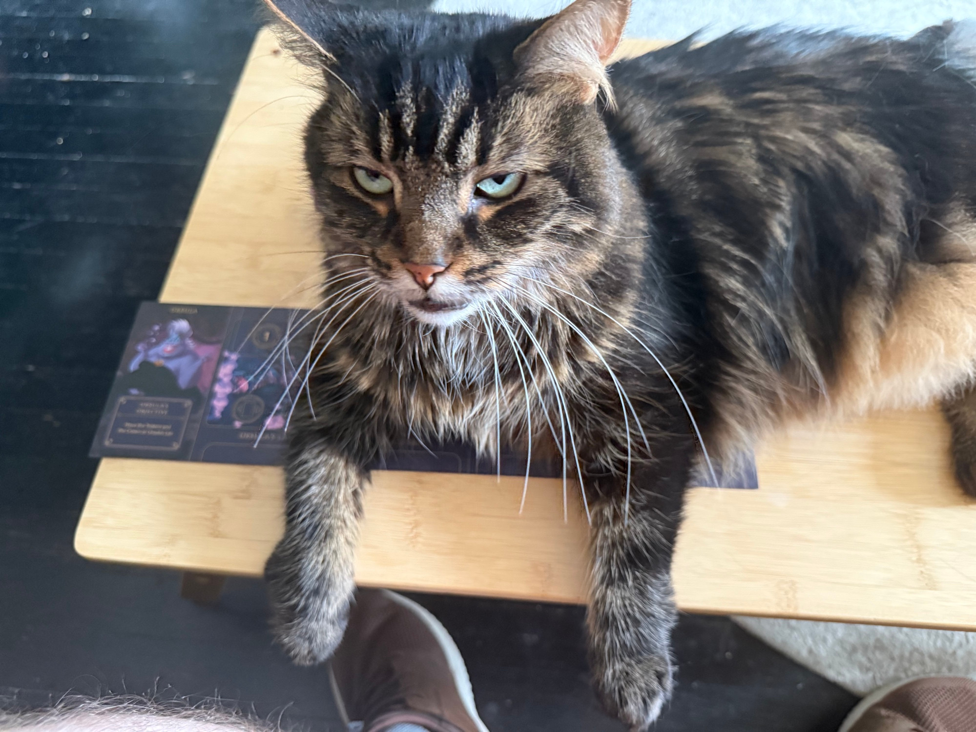 A lovely little cat, laying on top of the Villainous boardgame’s Ursula (from Little Mermaid) Villain Board