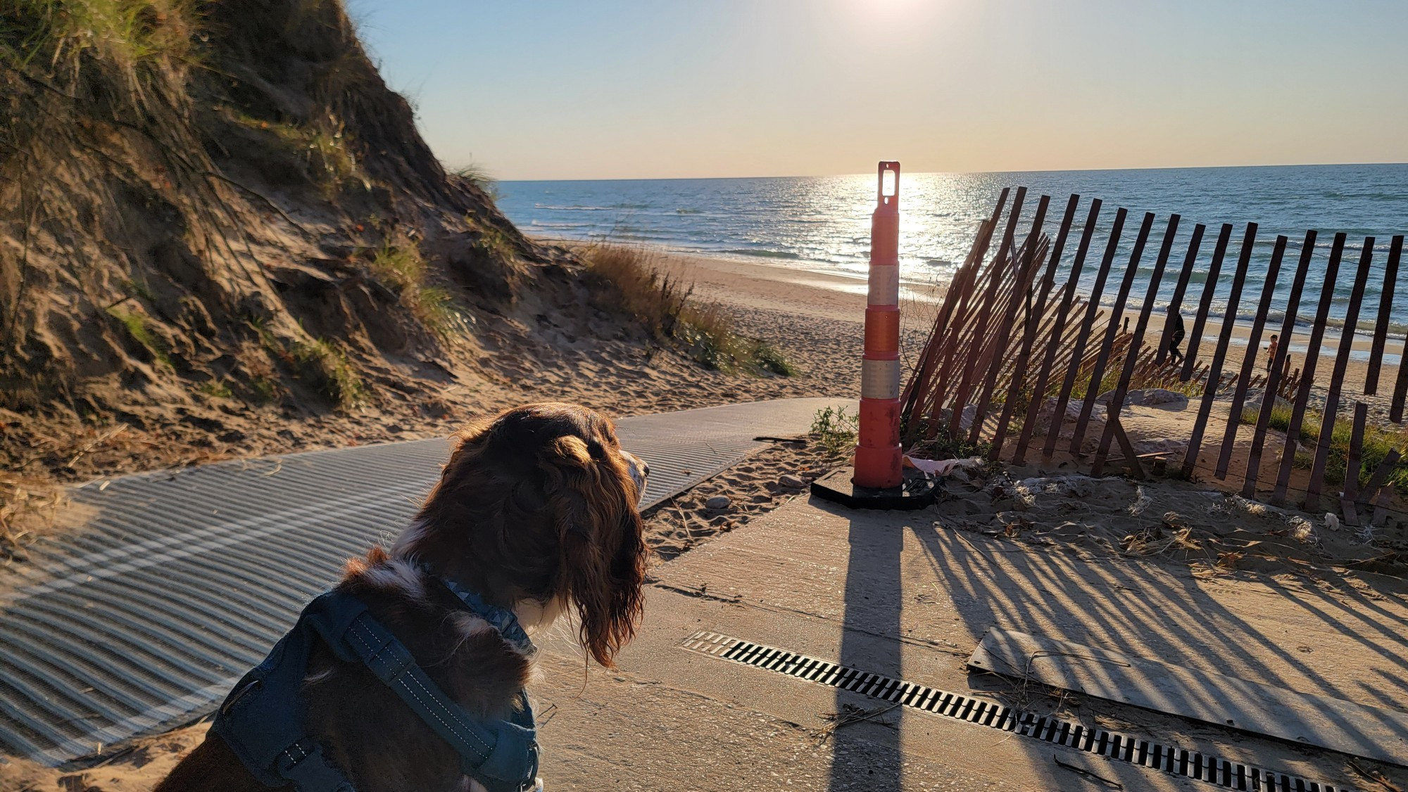 A liver colored English Springer Spaniel looks out at Lake Michigan in the late afternoon light as the sun hangs low. 