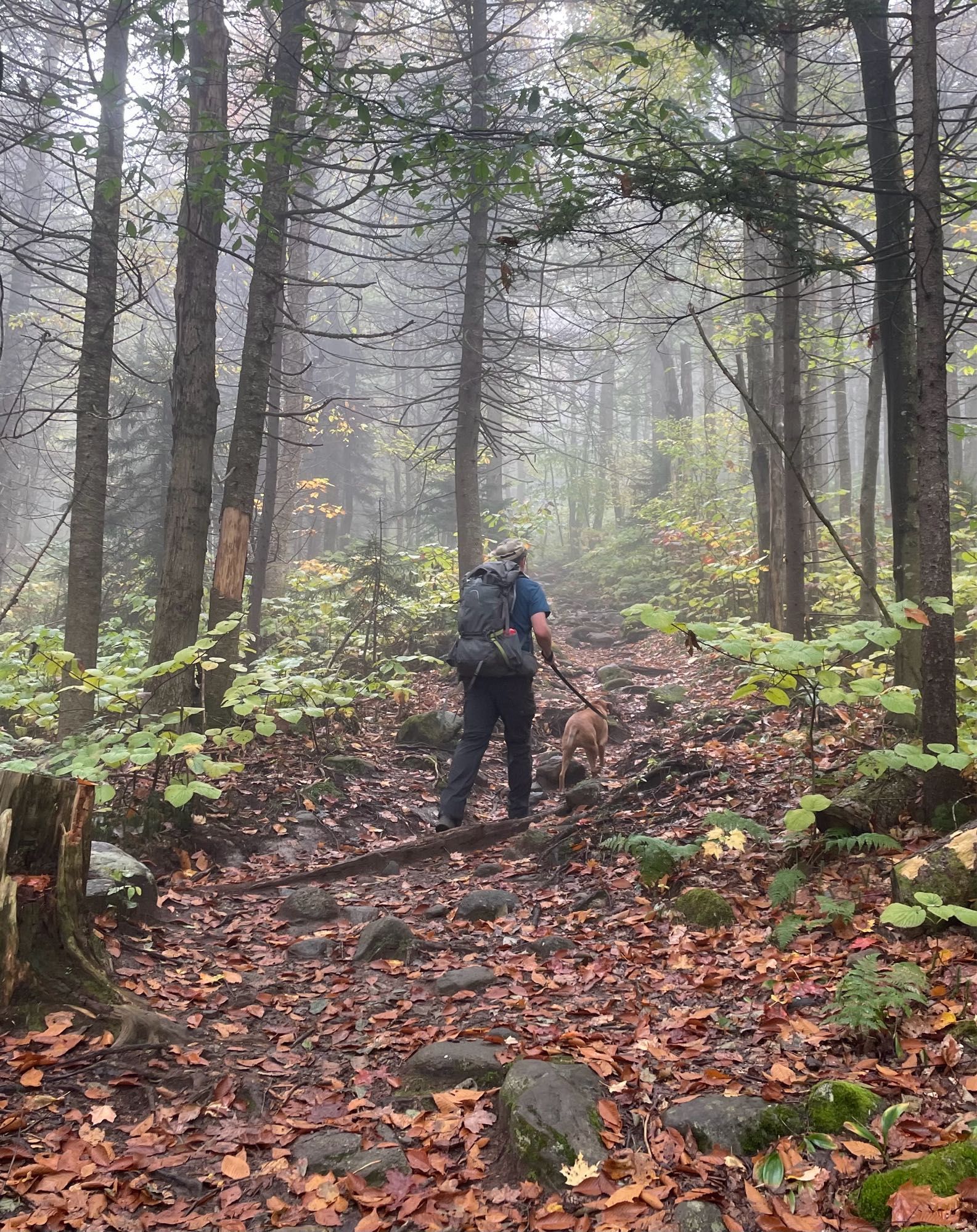 Hiker and dog on foggy trail in the woods