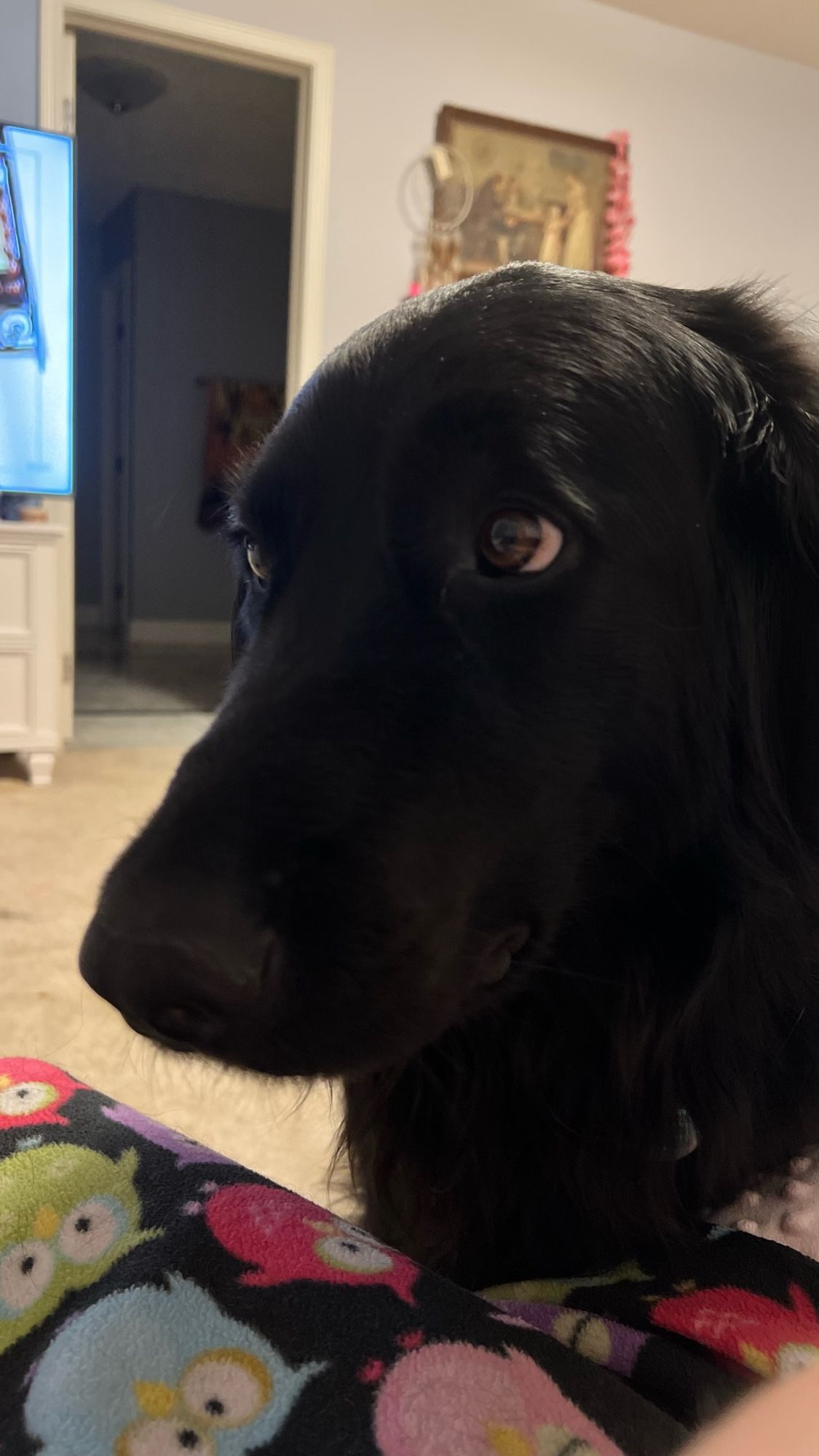 Black dog wants a pet on his head.