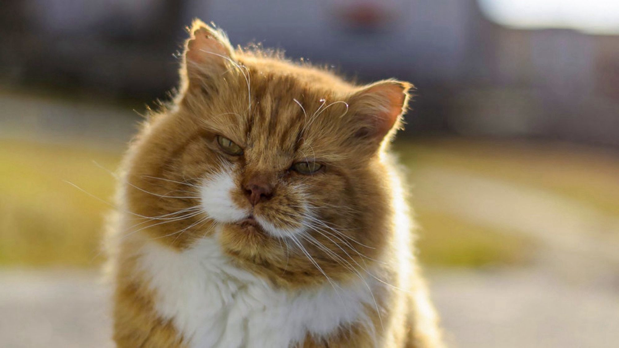 Ginger and white cat