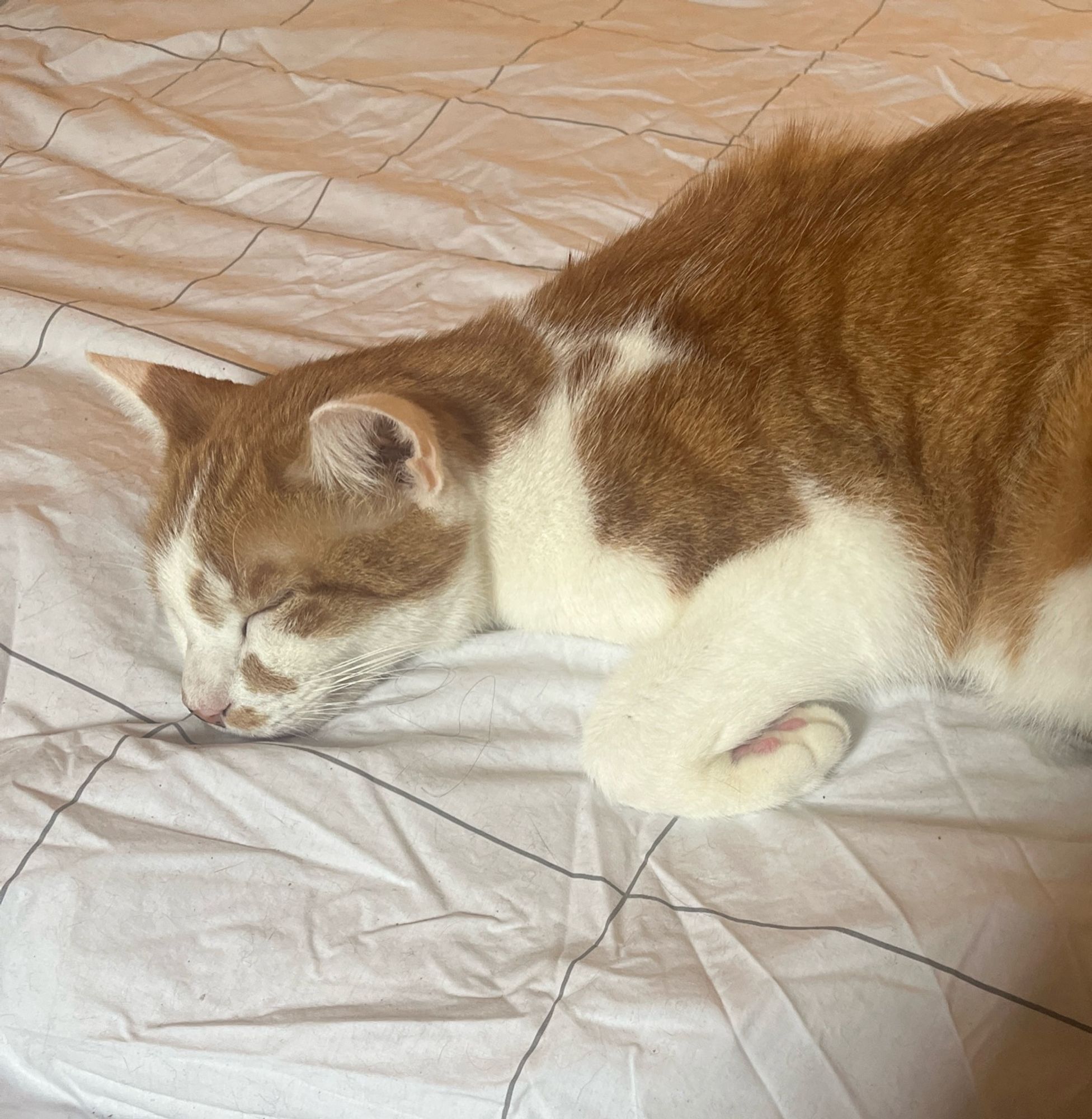 A ginger and white cat napping on a cover