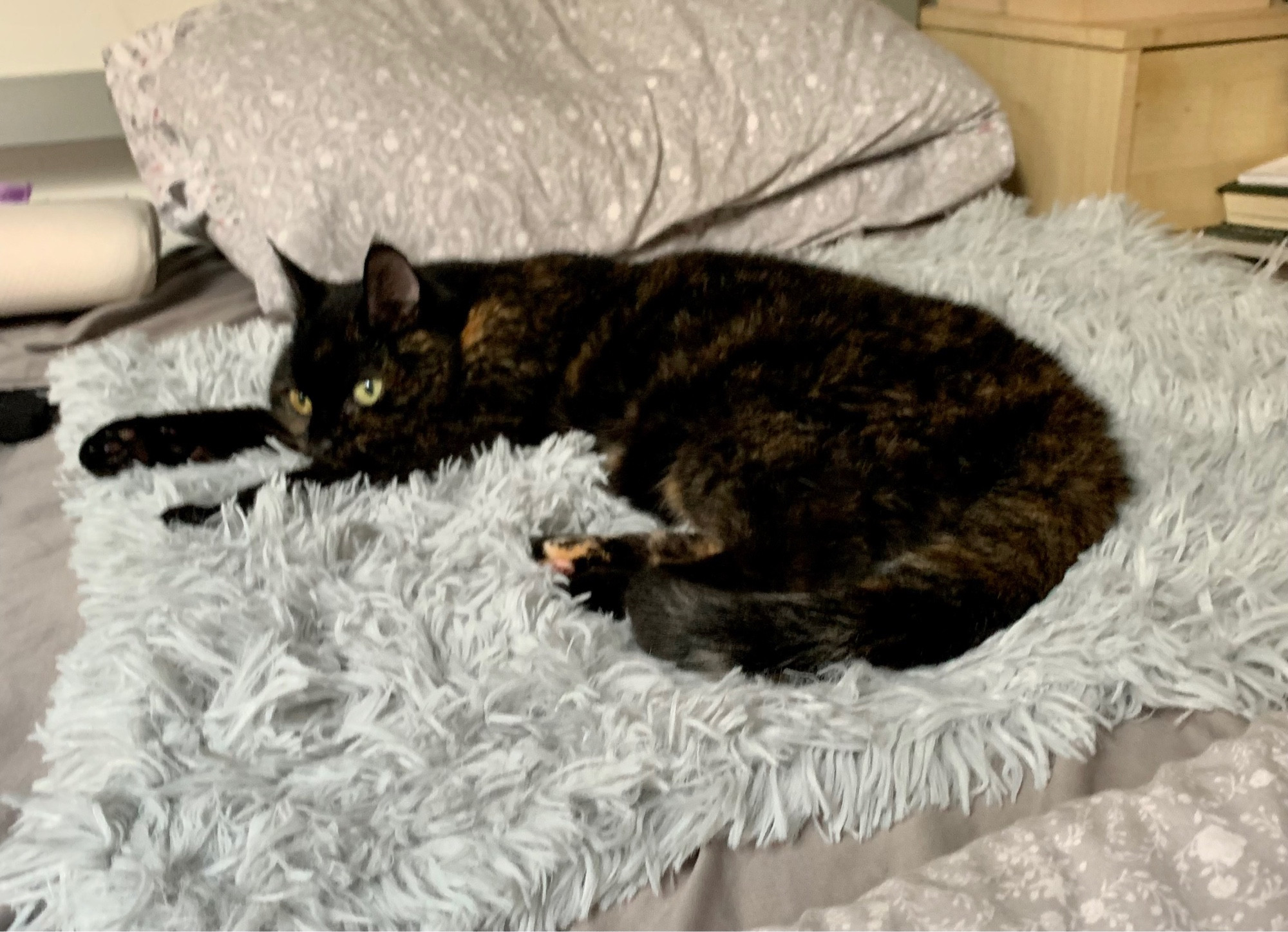 A dark tortoiseshell cat lies flat out in a crescent shape in a fluffy light grey blanket. Both cat and blanket are on a light grey and white bedspread and a flower patterned grey and white pillow can be seen above her head