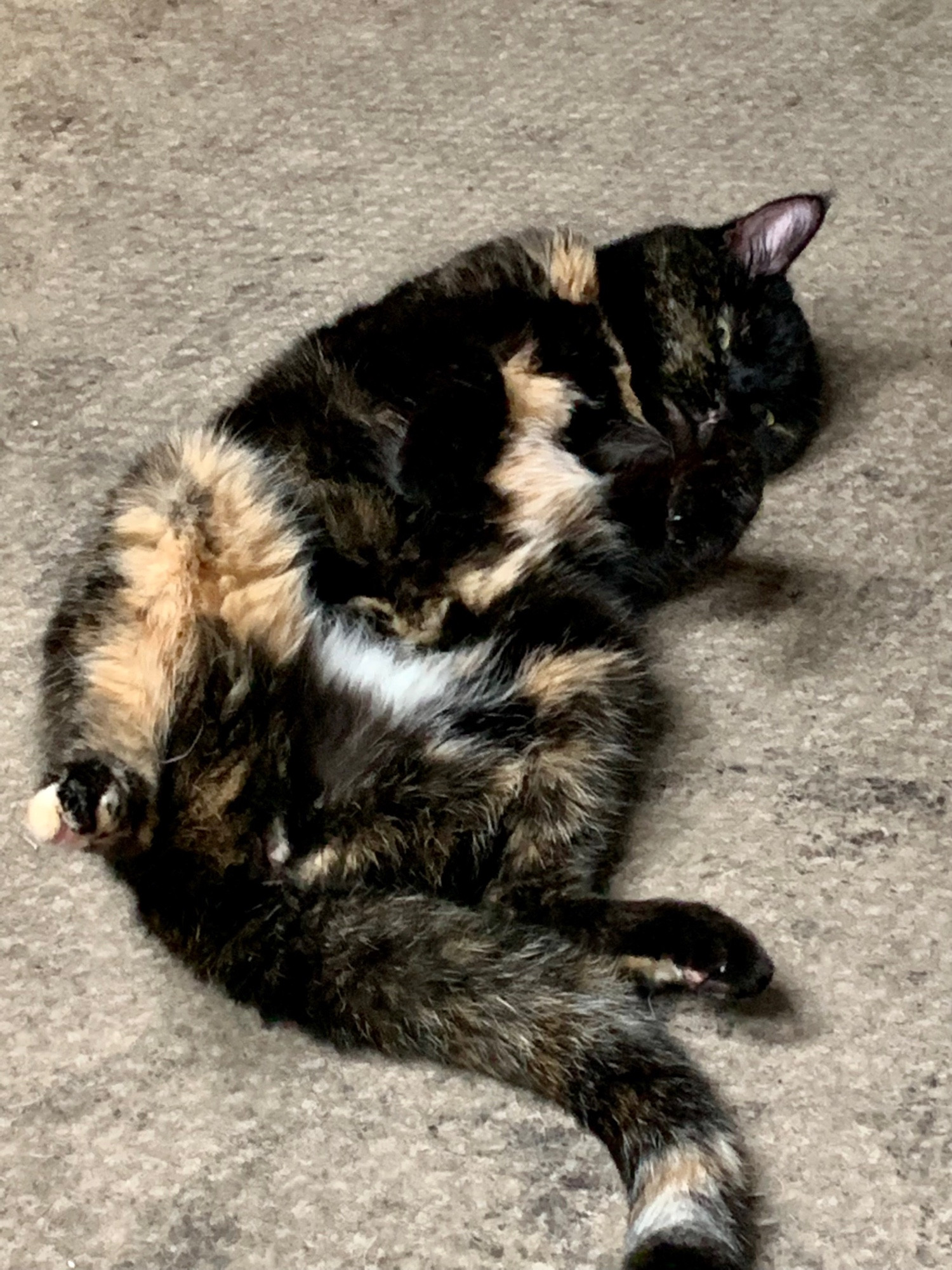 A dark tortoiseshell cat lies on a light brown carpet exposing her fluffy orange and white belly. Her back feet are curled up cutely in the air. Her eyes are checking to make make sure I see what it is that she’s doing.