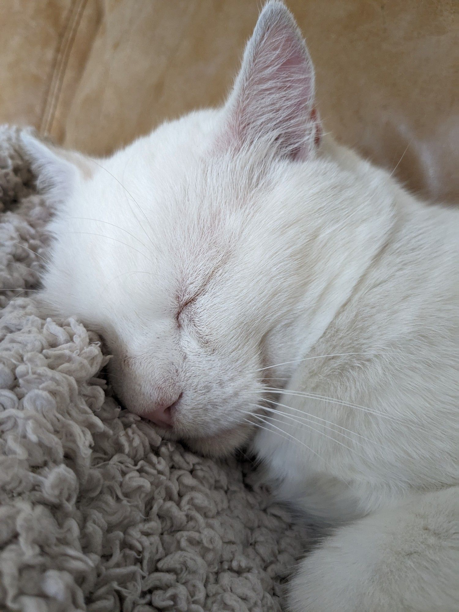 Close up.of a white cat's face, which is scrunched into a fuzzy light brown blanket as he sleeps furiously